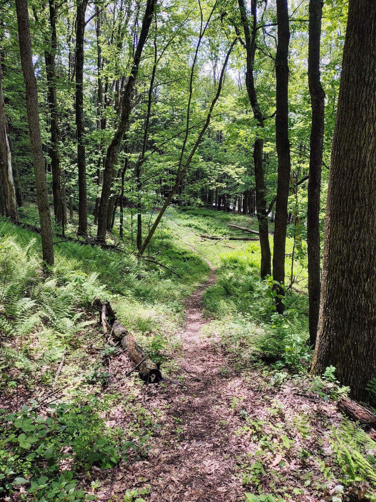 Natty Bumppo's Cave - Image 1