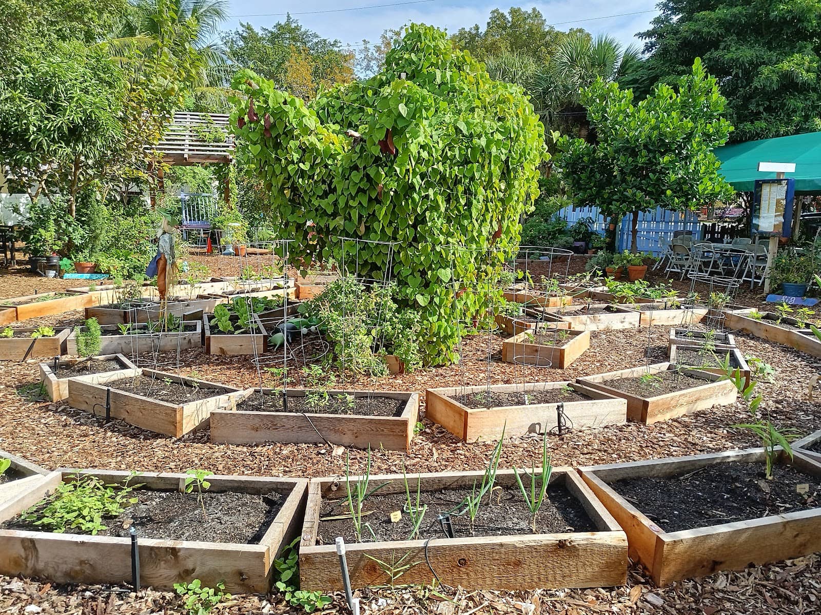 Rare and Unique Plants