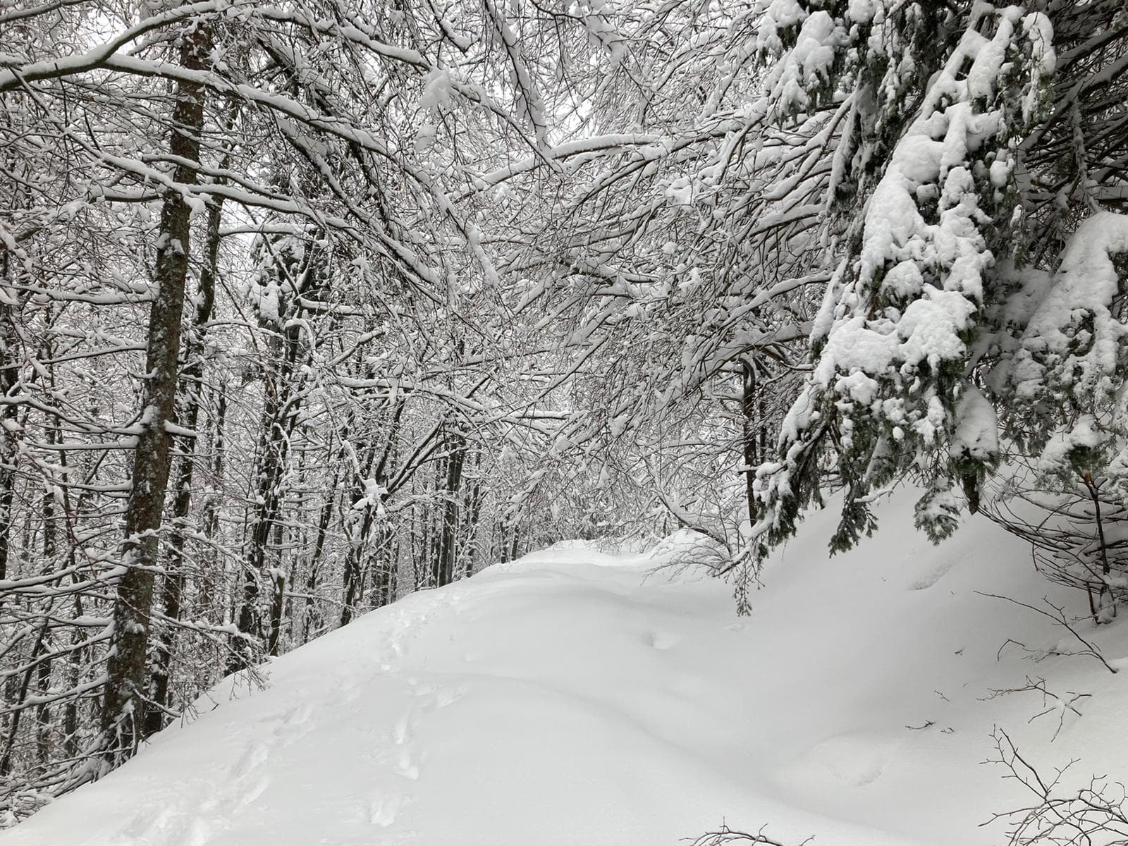 Trnovo Forest Plateau - Image 1