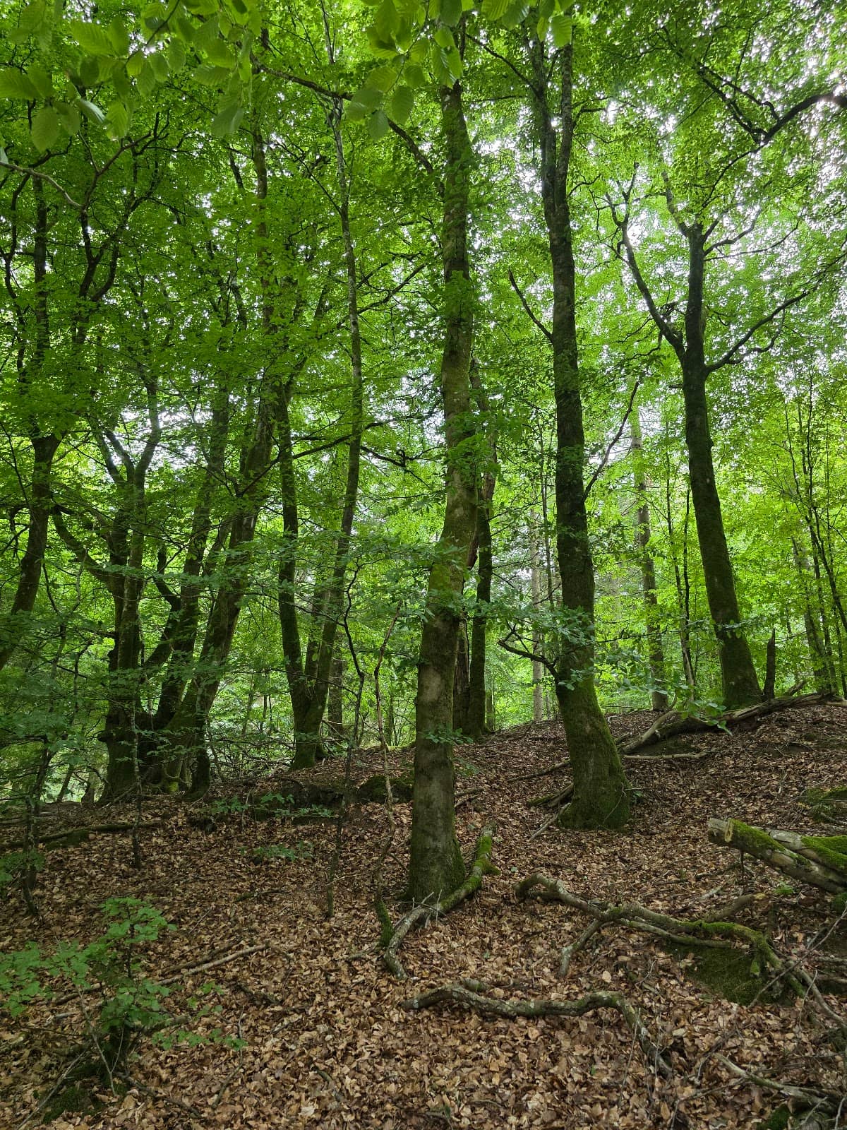 Vertical photo