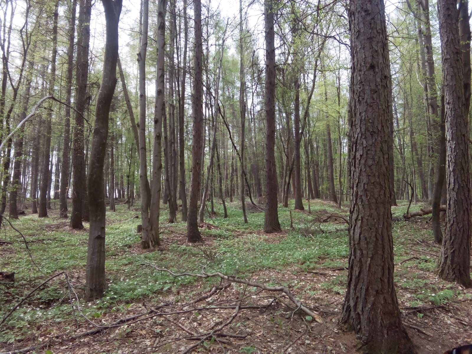 Făget Forest - Image 1
