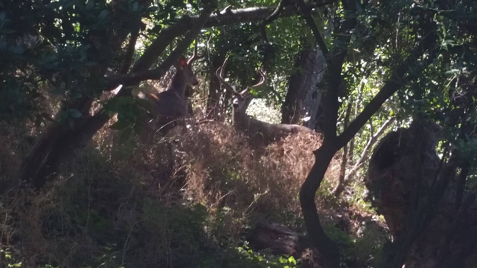 Land of Medicine Buddha