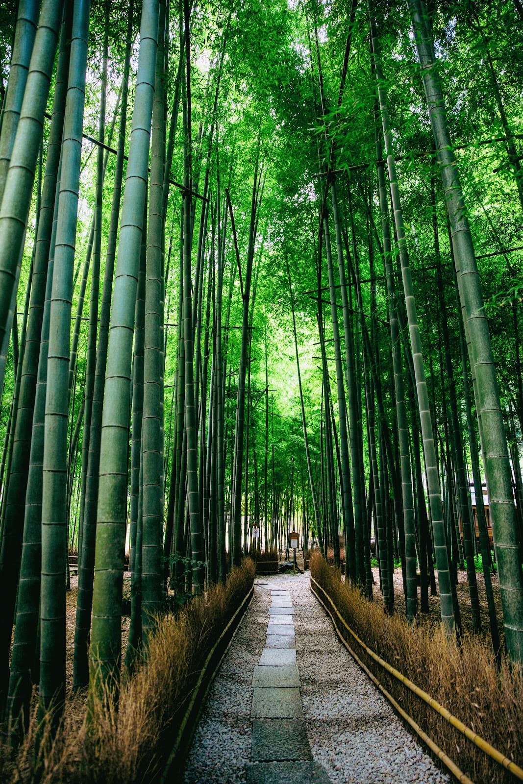 Hokoku-ji Bamboo Temple Kamakura - Image 1