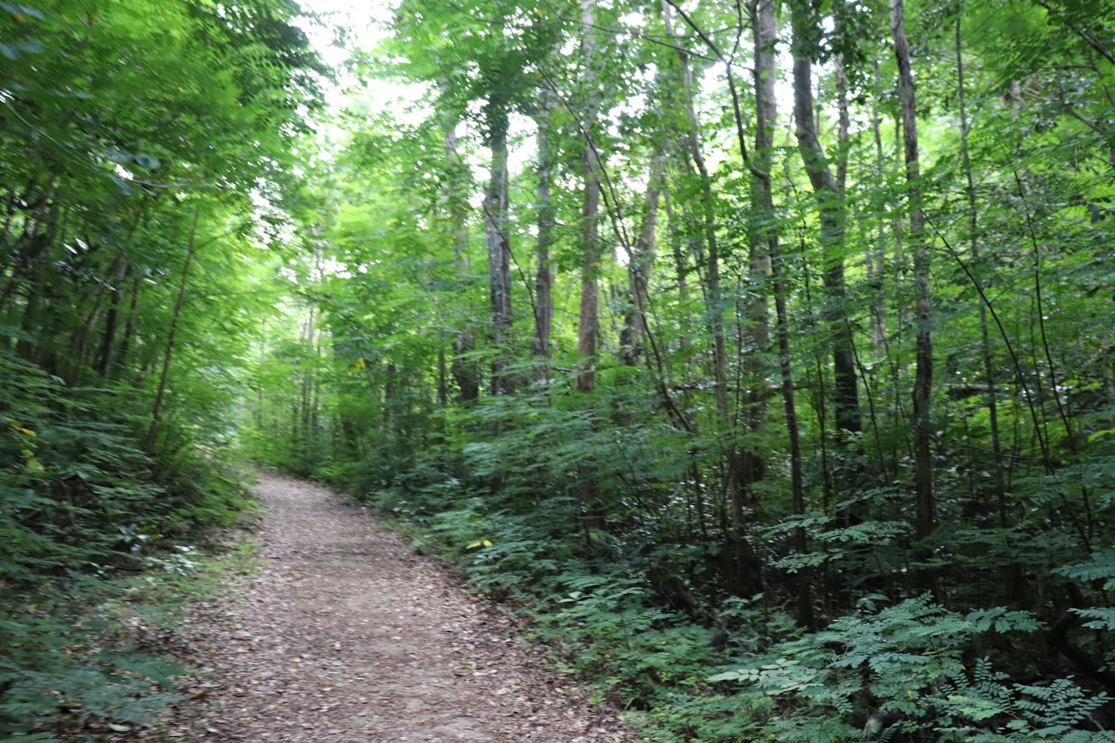 Cambalache State Forest - Image 1