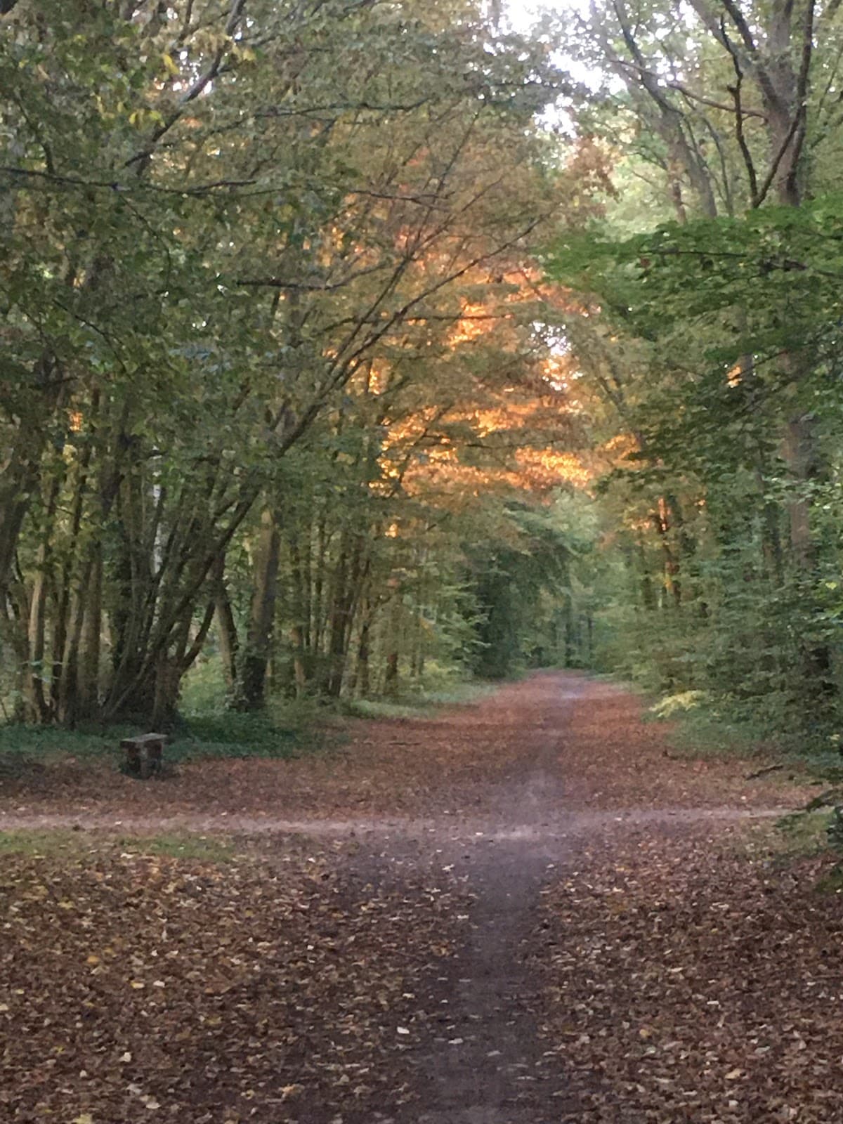 Chantilly Forest - Image 1