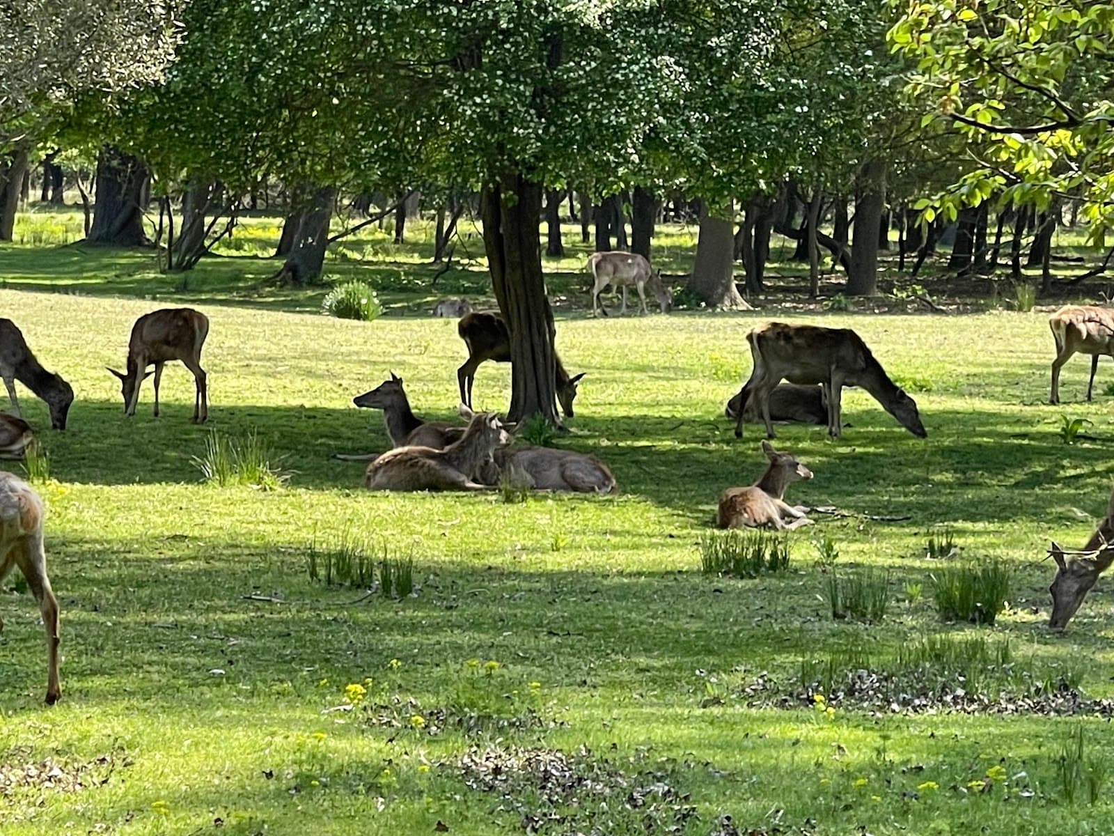 Bosco della Mesola Nature Reserve - Image 1
