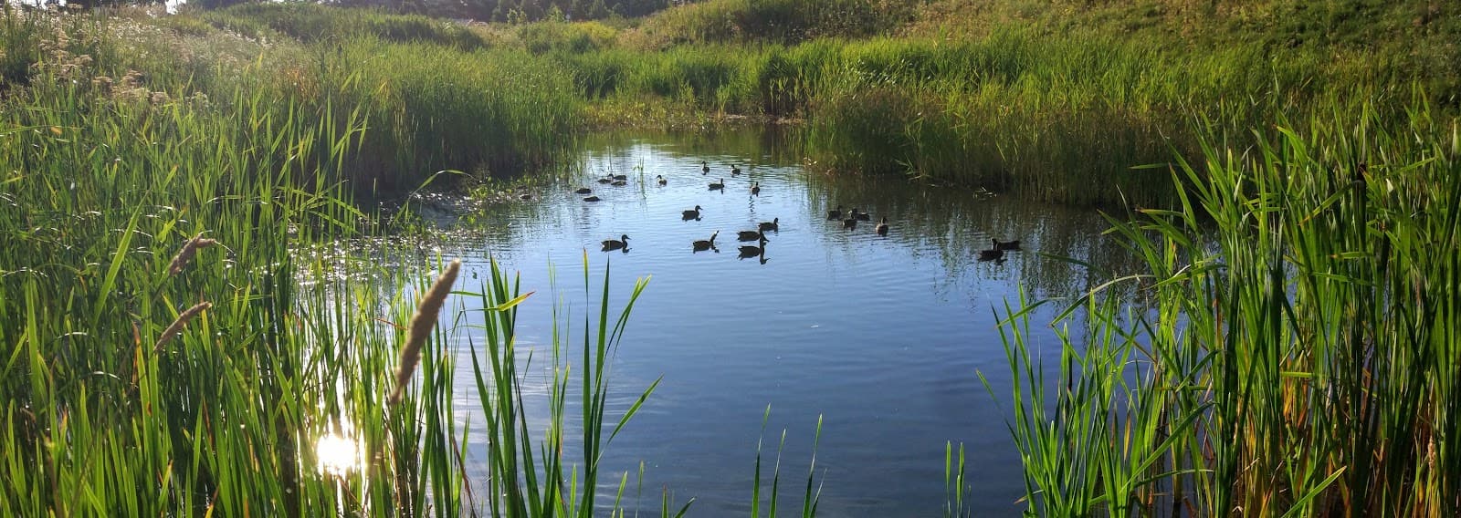 Sainte-Rose - Image 1