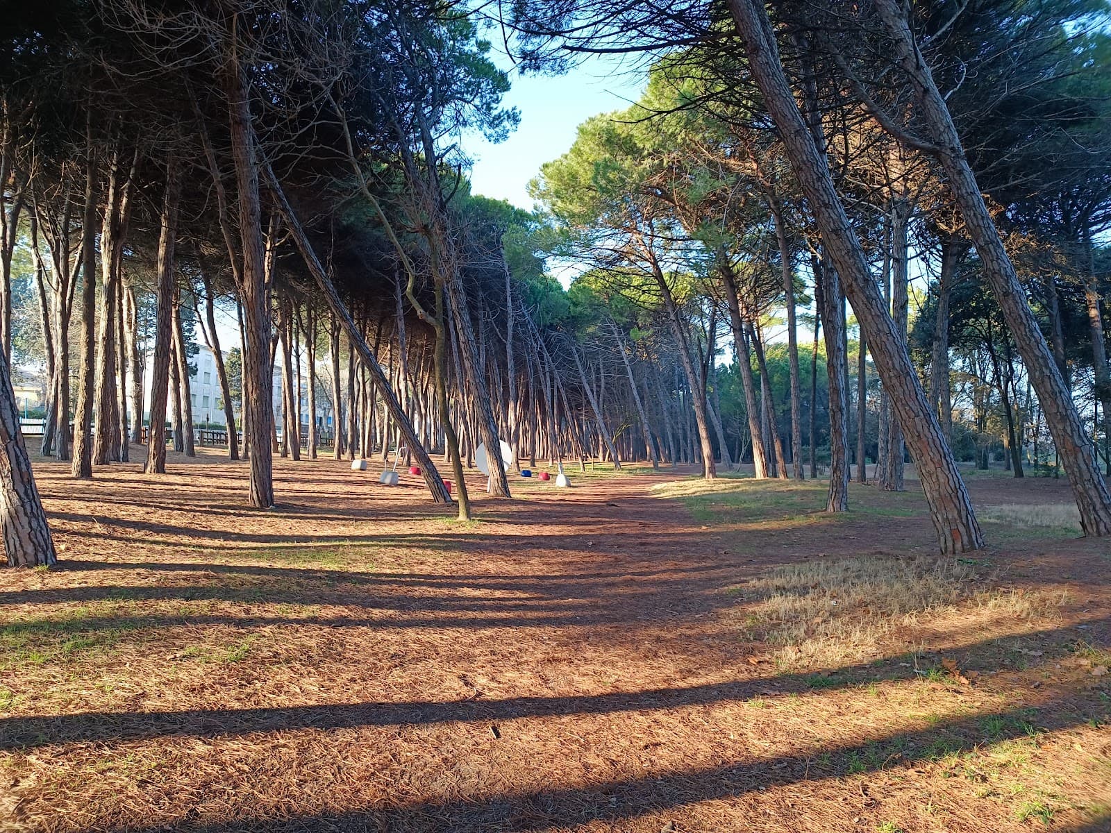 Pineta di Zadina - Image 1