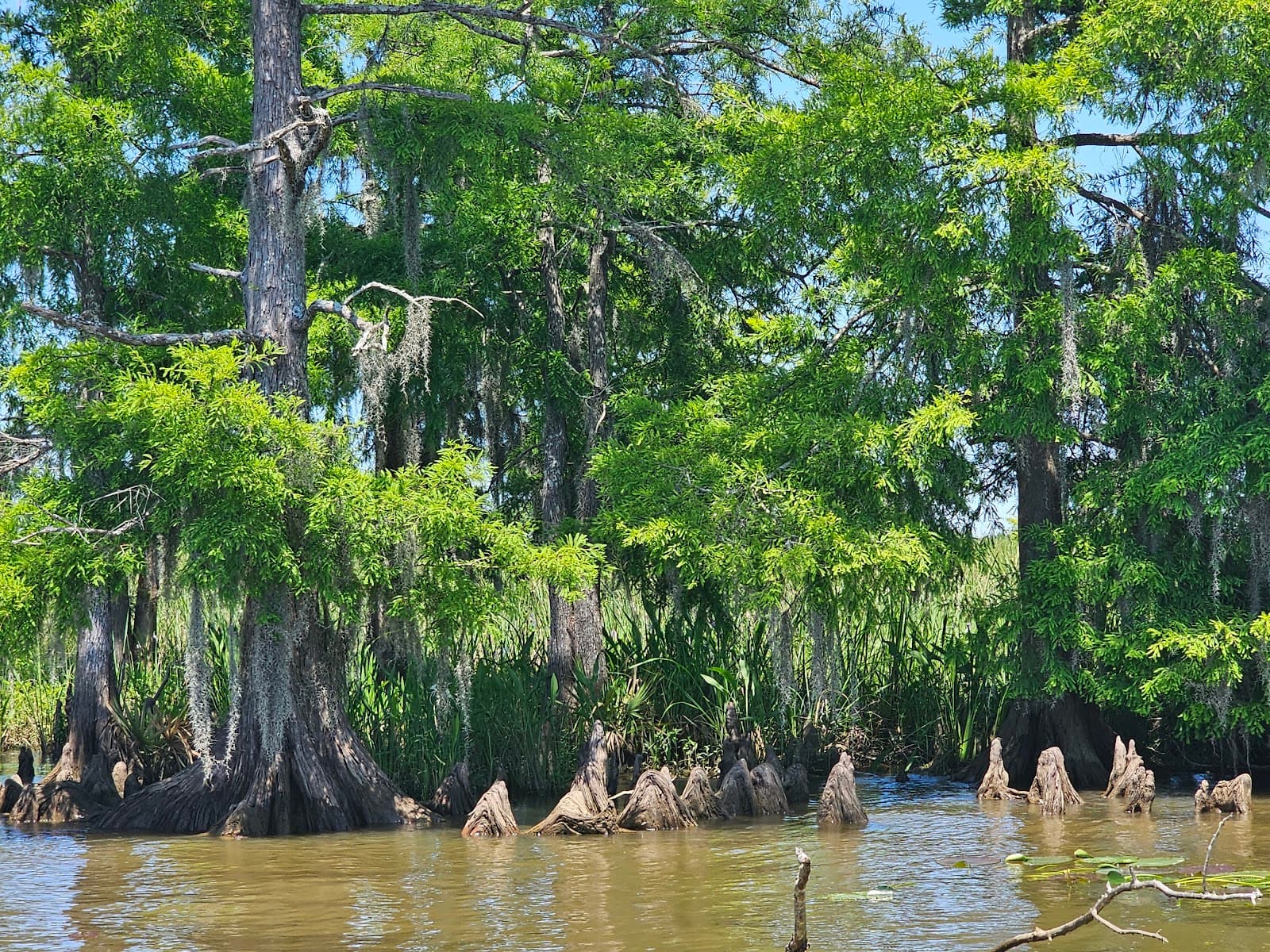 Neches River Adventures (Ivory Bill) - Image 1