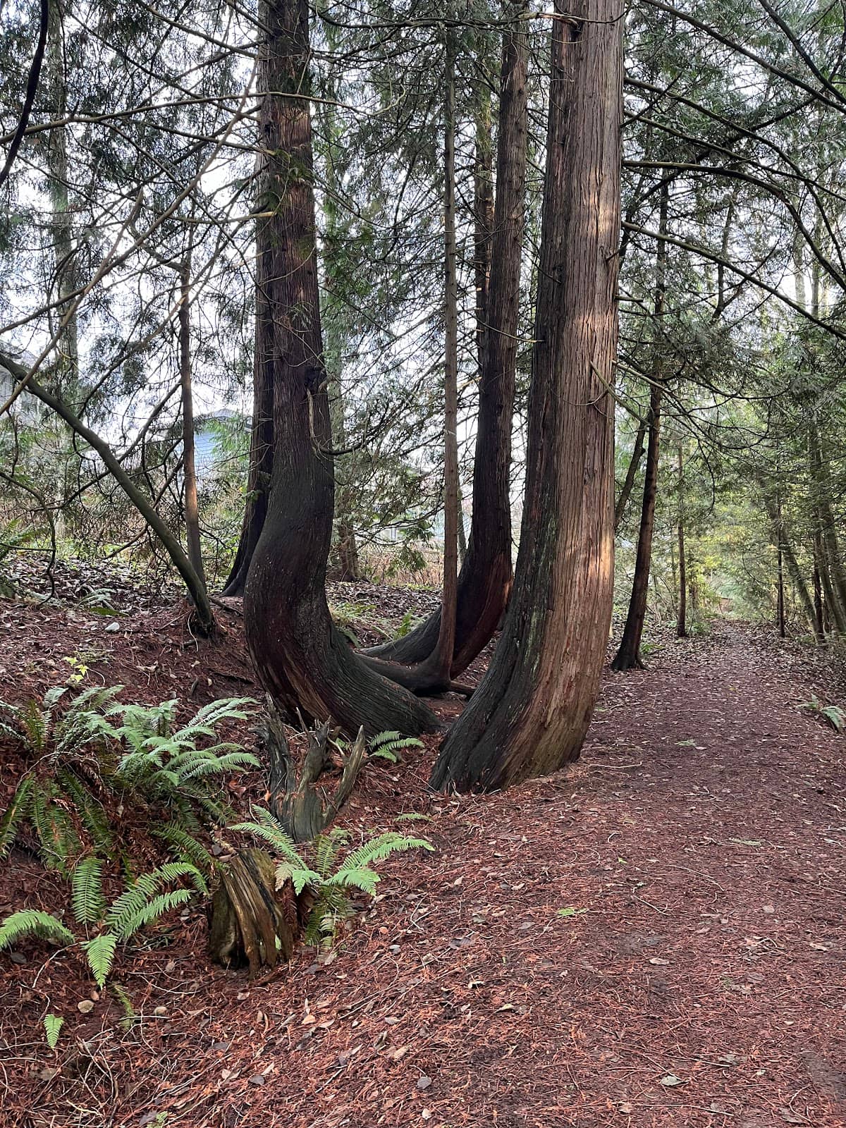 Dog-Friendly Strolls