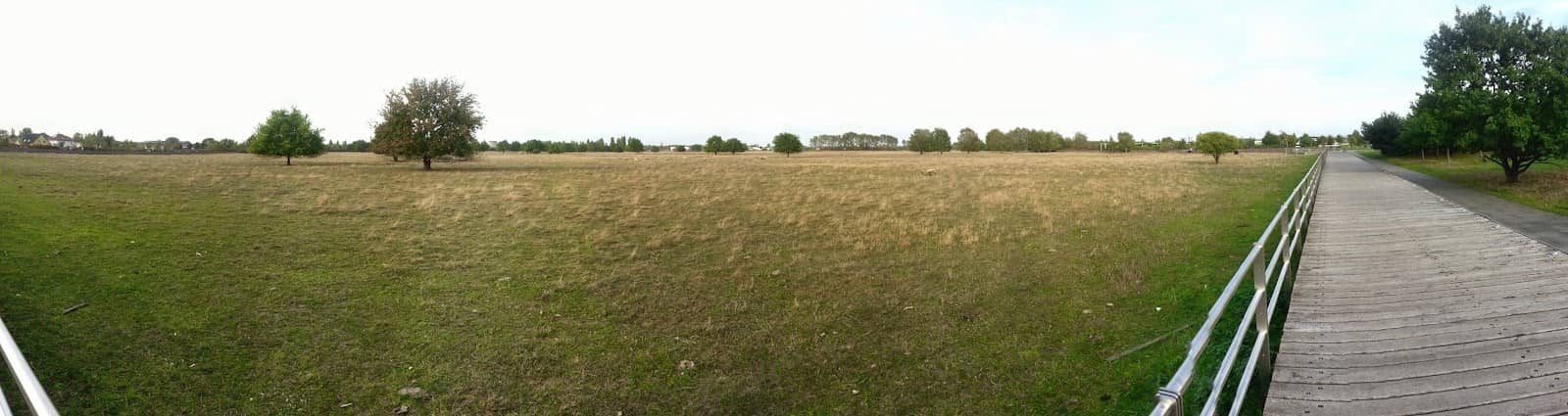 Grazing Livestock
