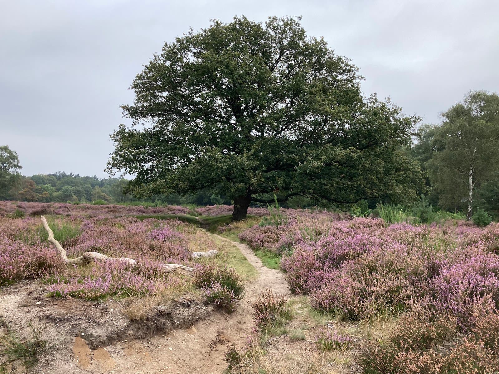 Westerheide - Image 1