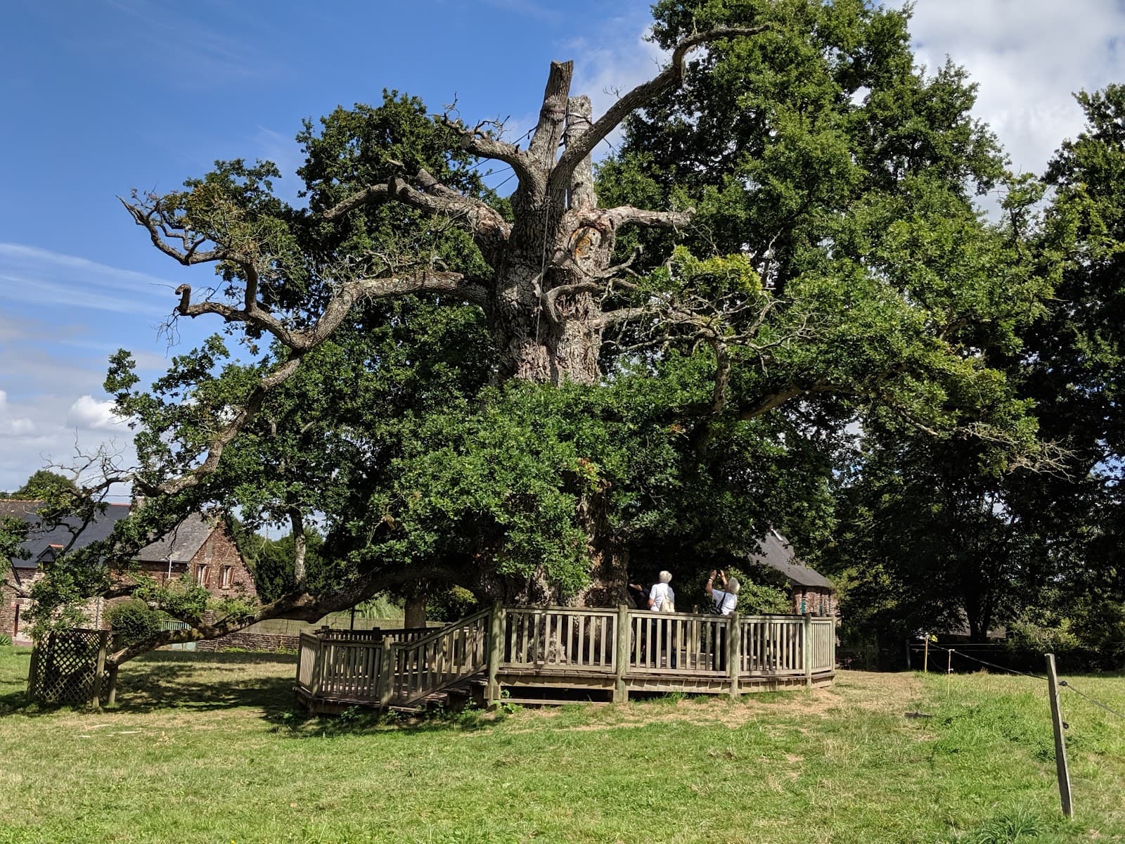 Chêne à Guillotin - Image 1