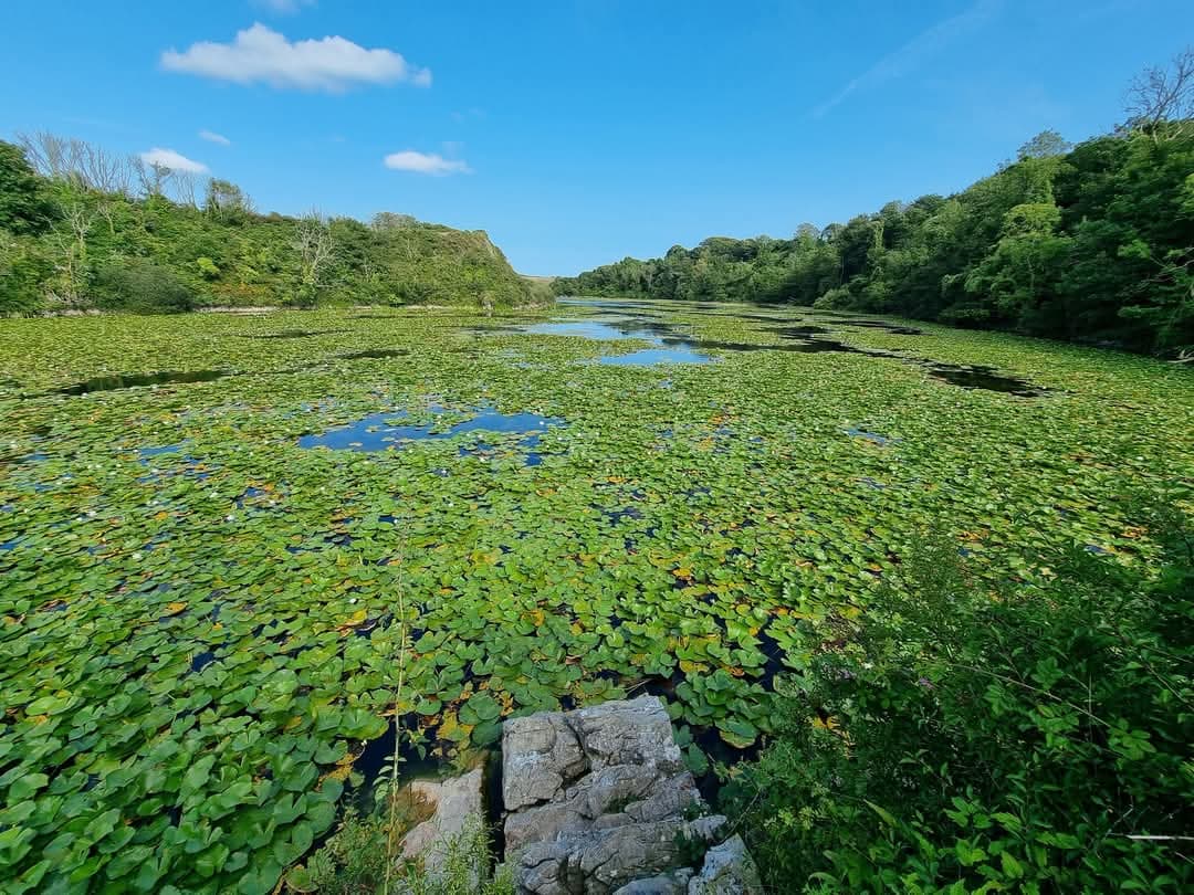 Bosherston Lily Ponds - Image 1