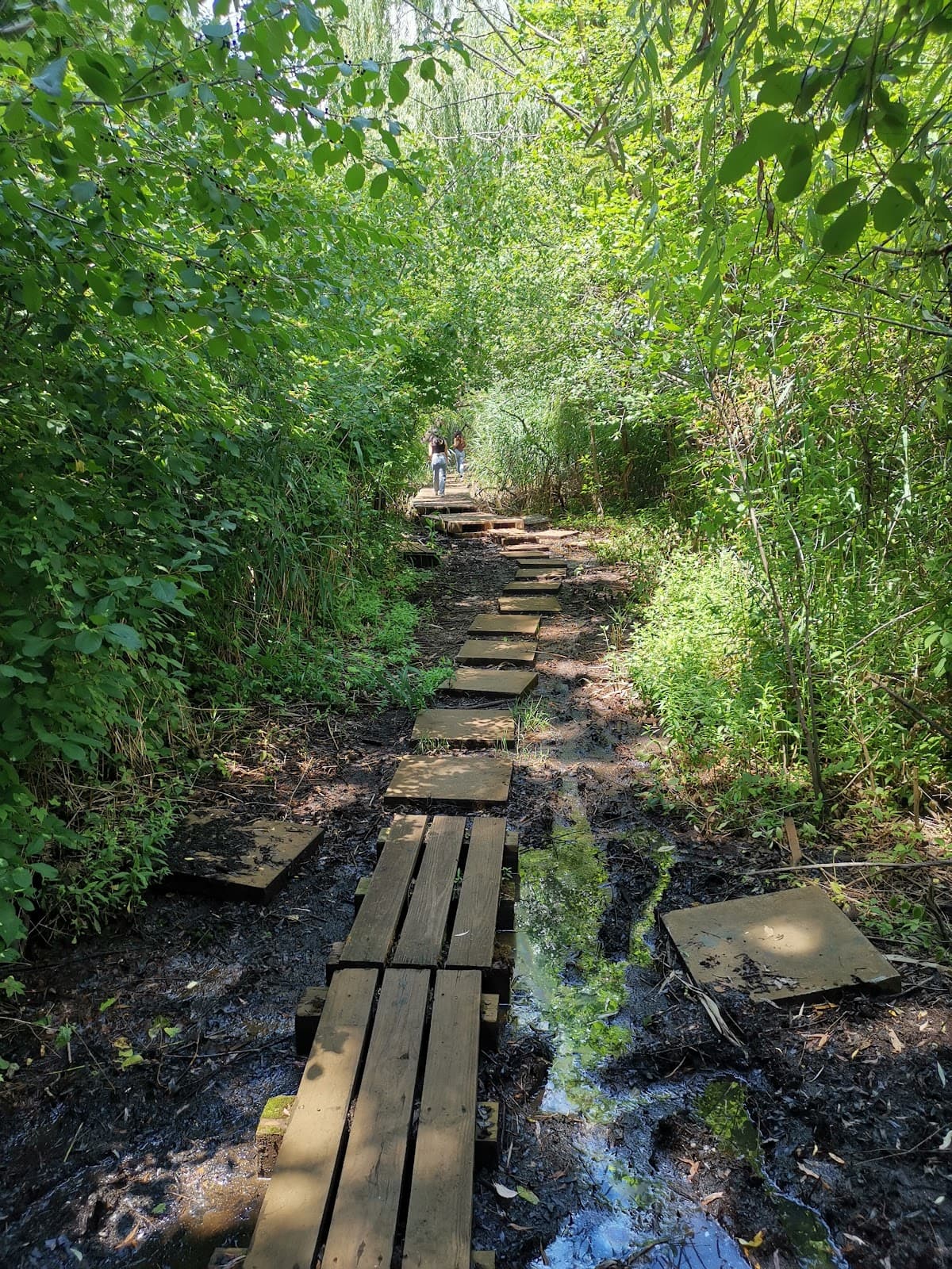 Willow Lake Pat Dolan Trail - Image 1