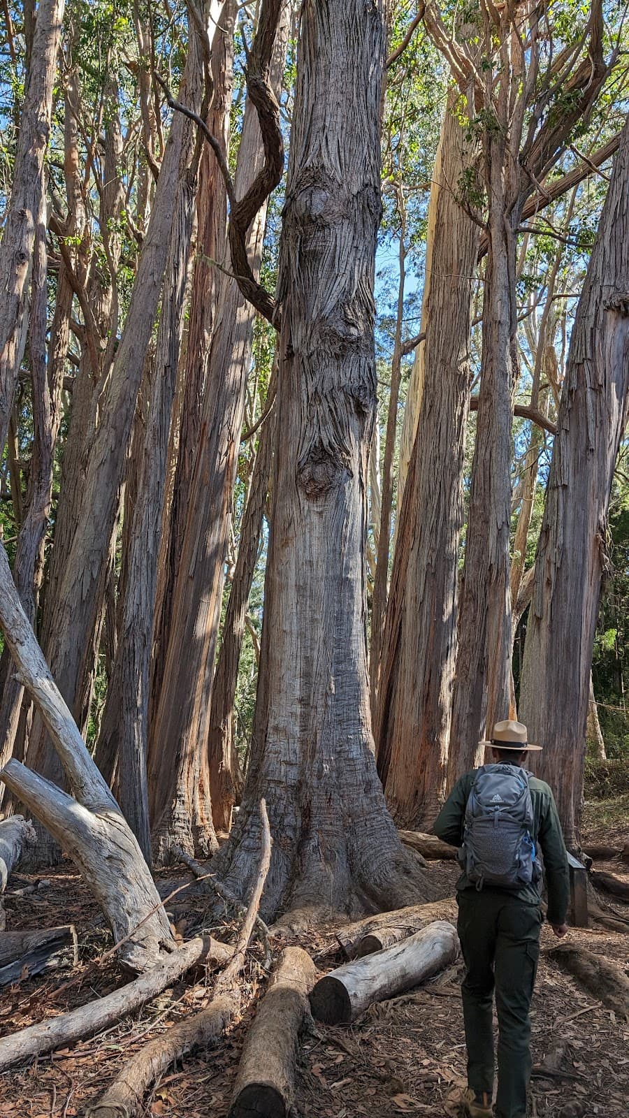 Hosmer Grove Trail Haleakala National Park Maui Hawaii - Image 1