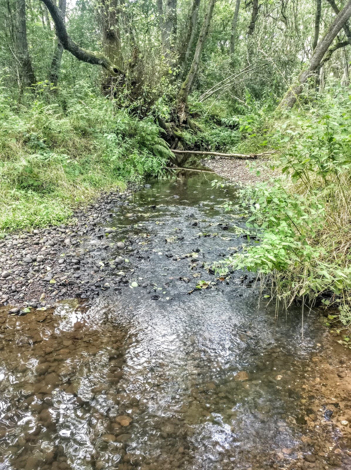 Downs Banks (Barlaston) - Image 1