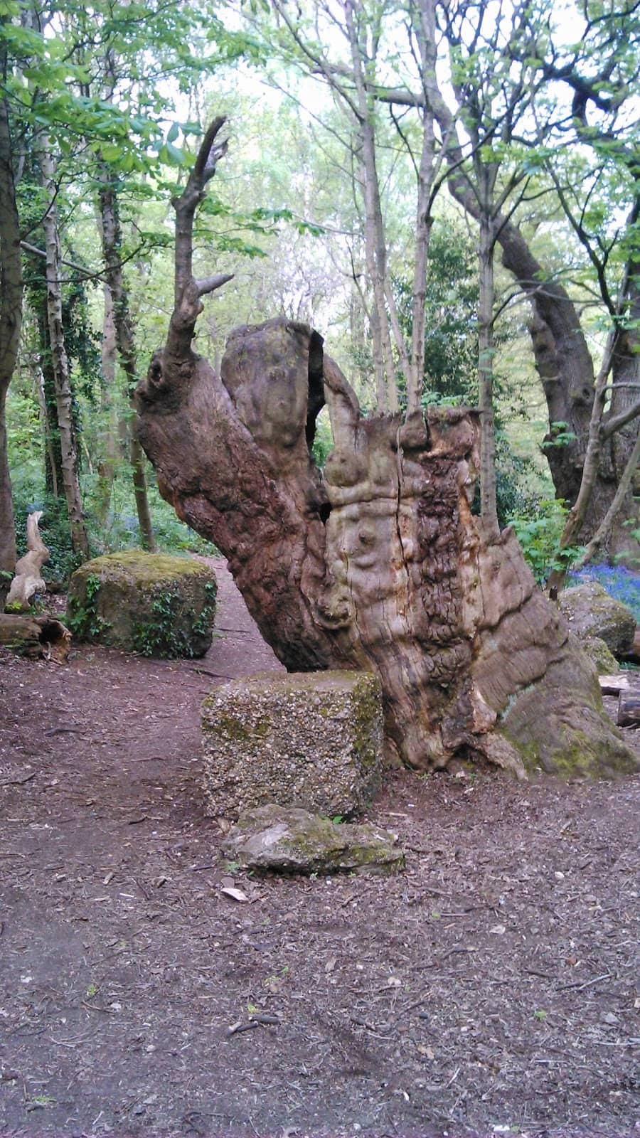 Bluebell Woods