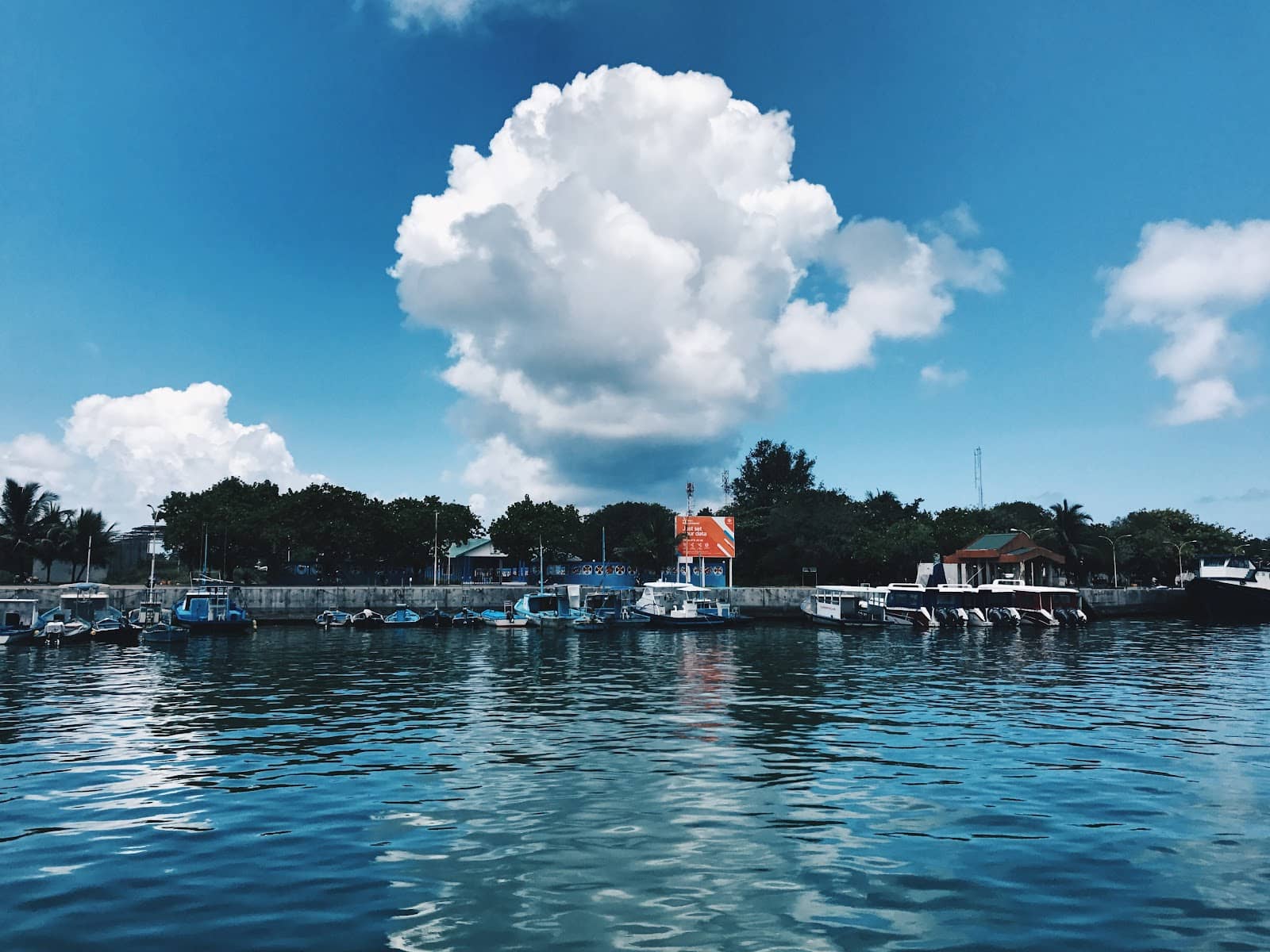 Thresher Shark Sightings