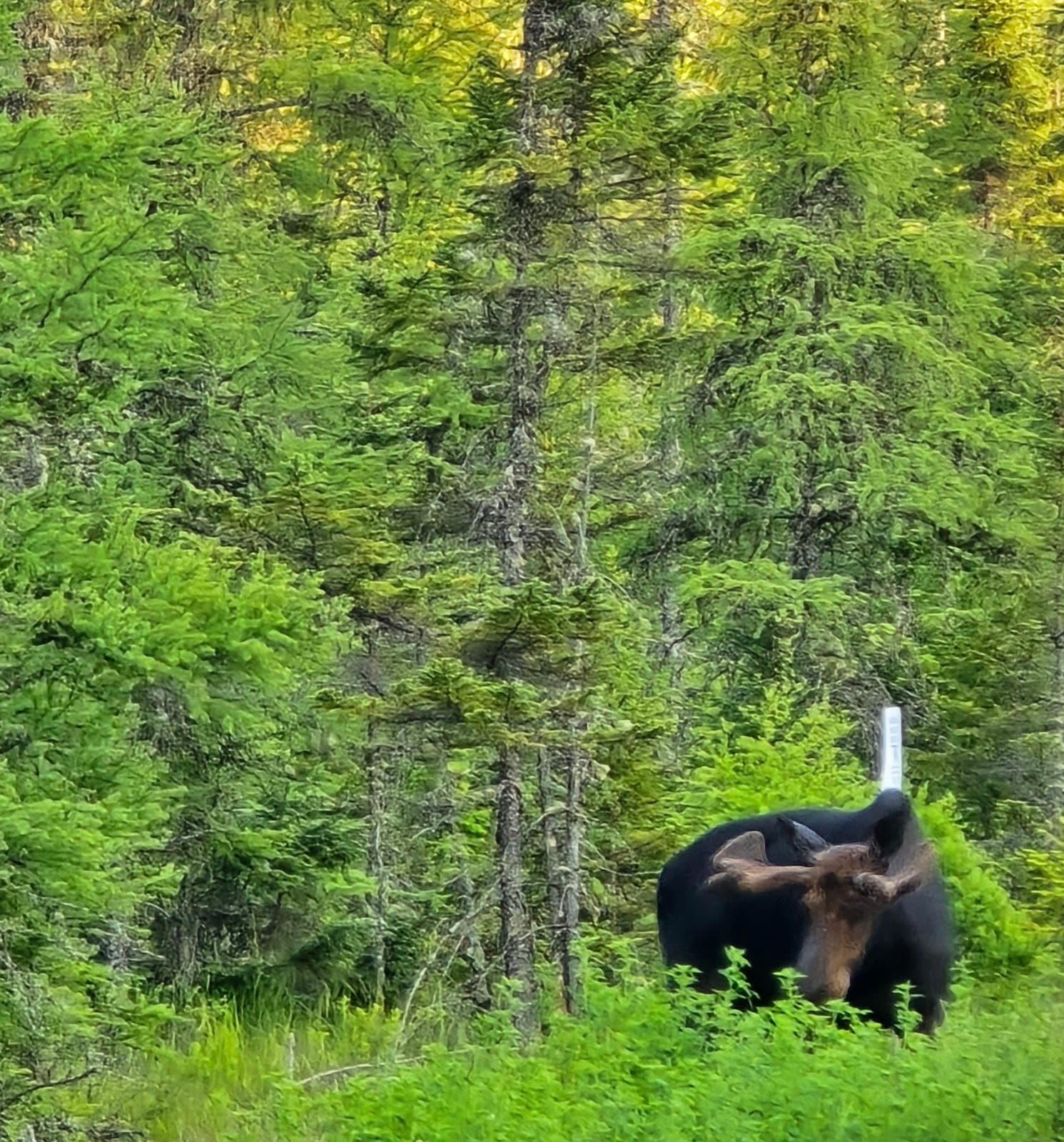 Umbagog National Wildlife Refuge - Image 1