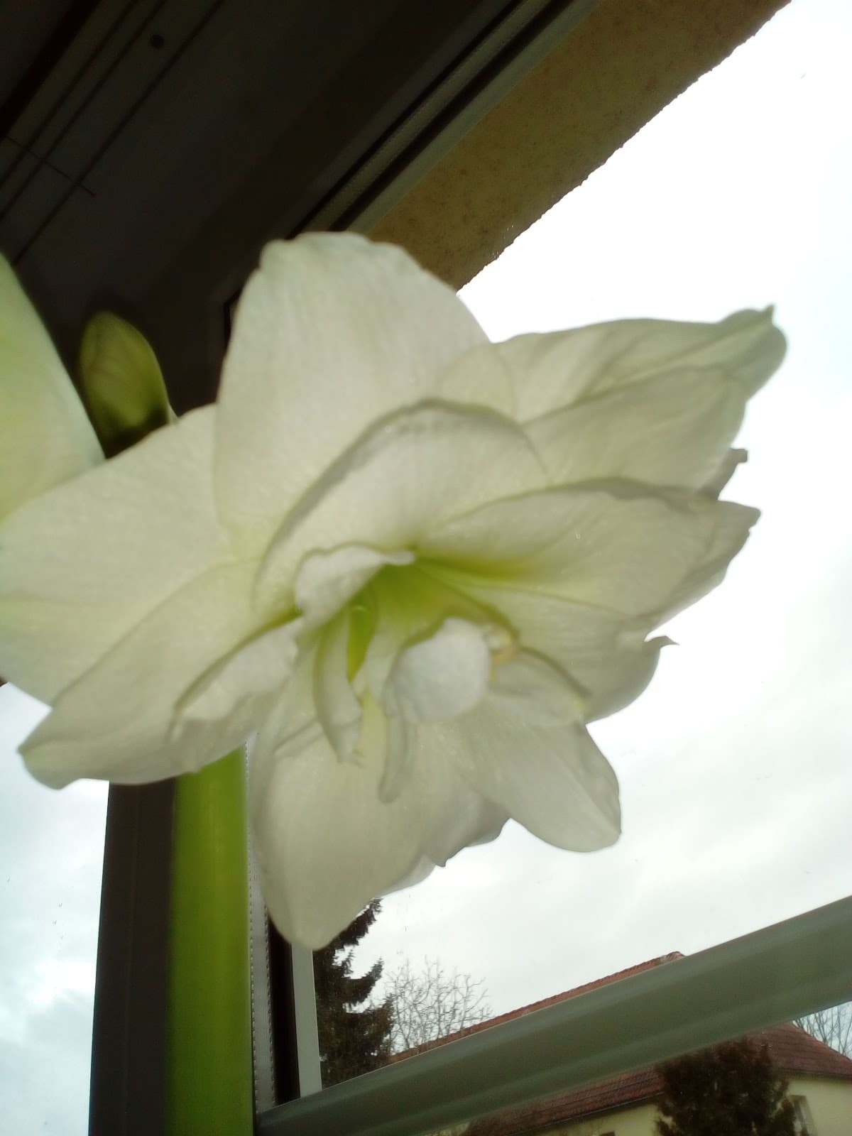 Barfußgäßchen Drallewatsch - Image 1