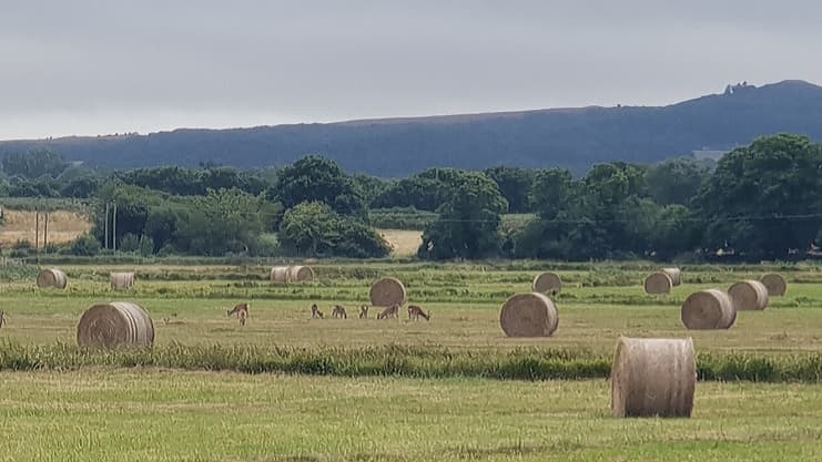 Two Rivers Walk Wareham - Image 1