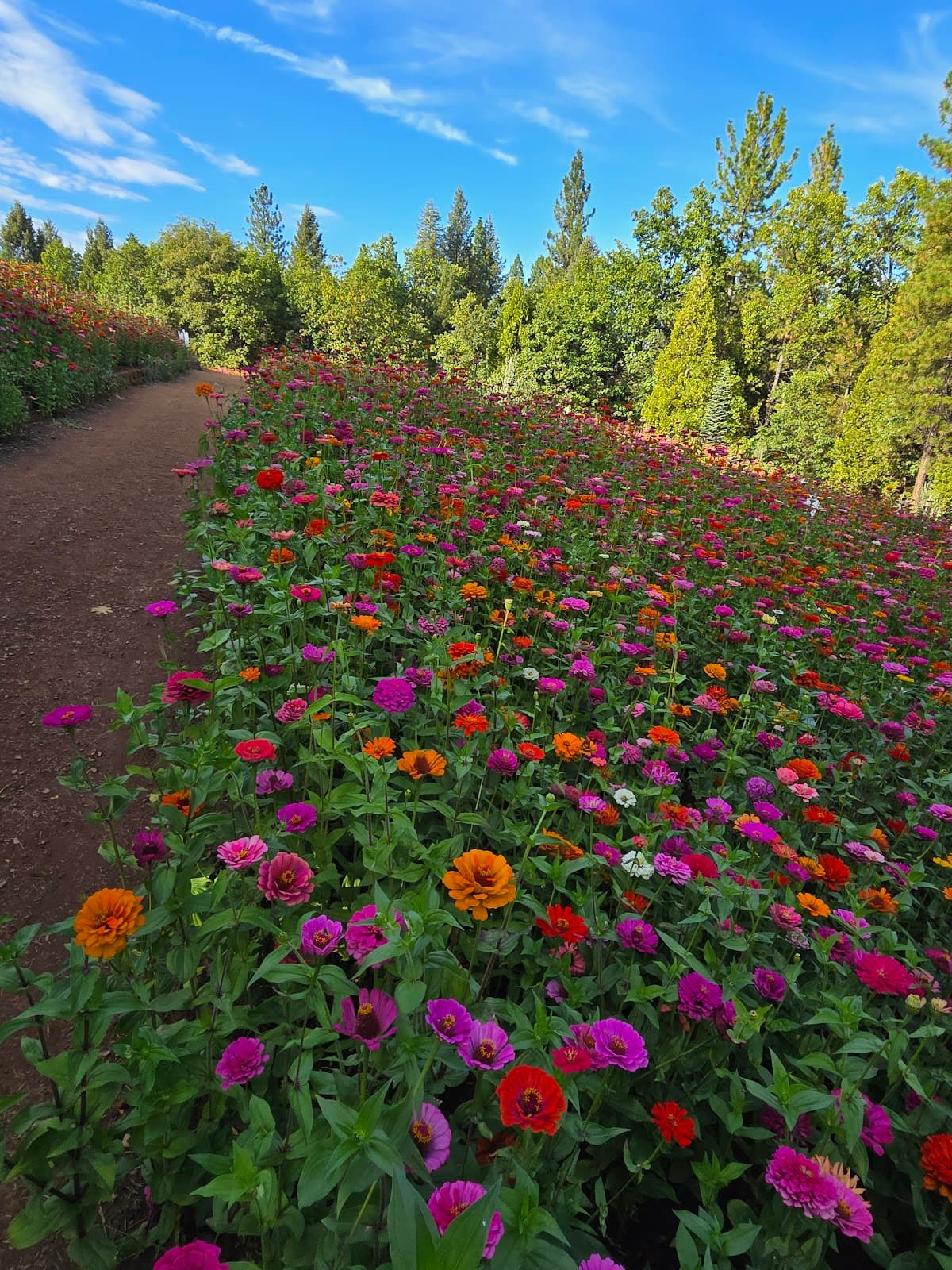 Apple Hill Camino - Image 1