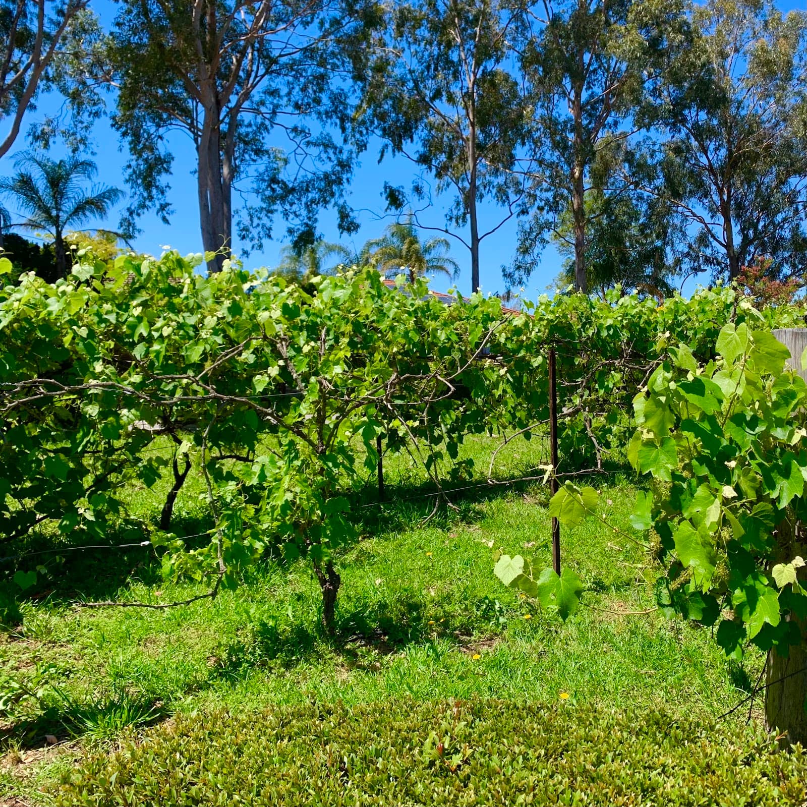 Minchinbury Wine Cellars