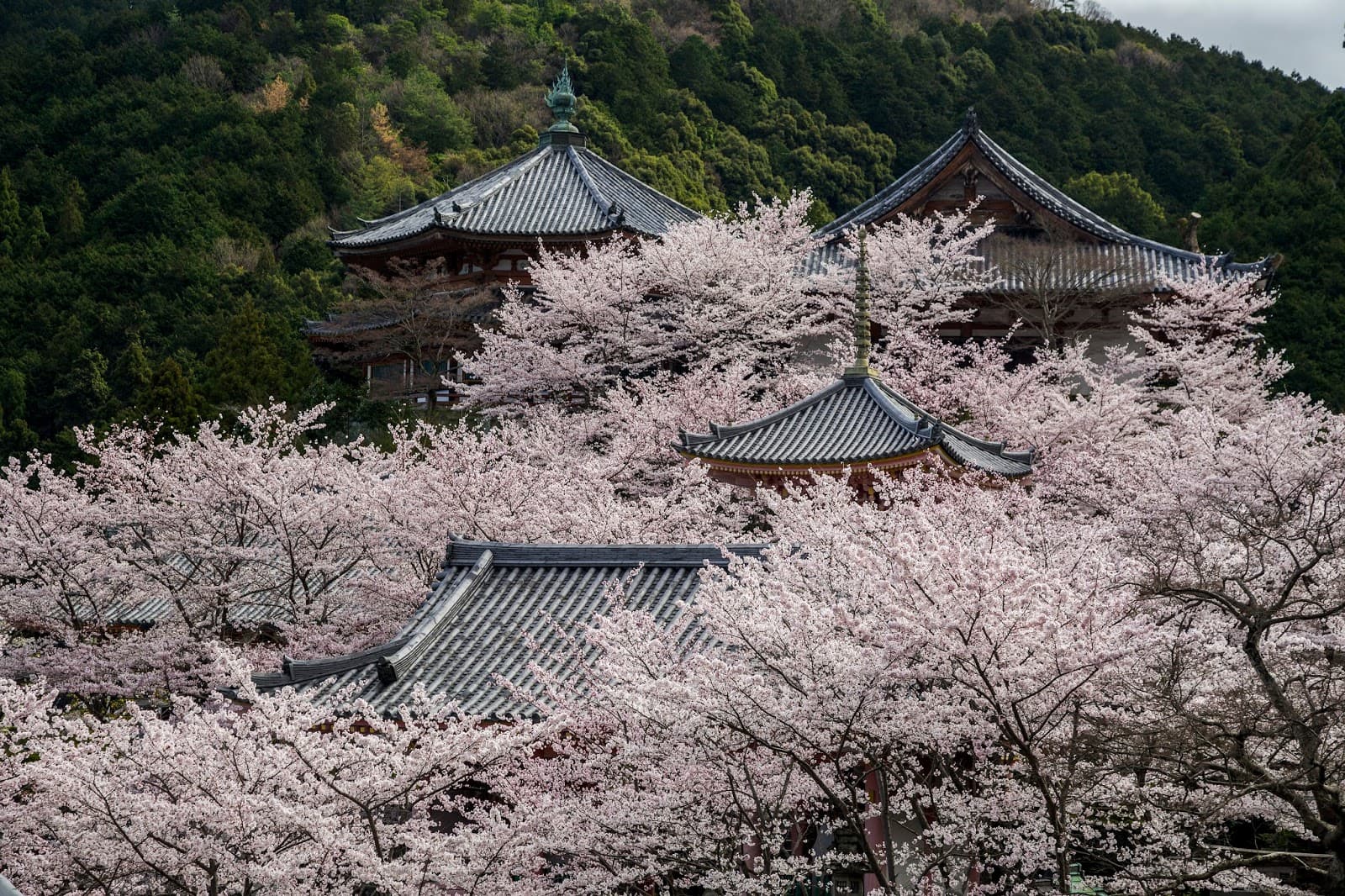 Tsubosaka-dera Temple - Image 1