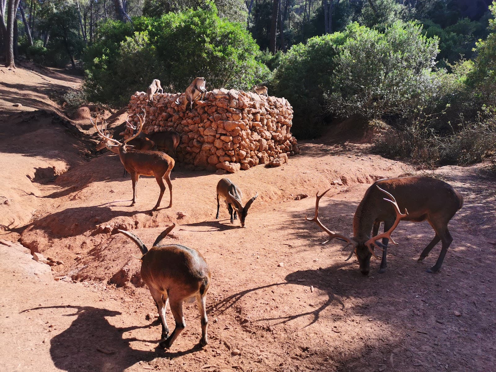 Parque Cinegético Collado del Almendral - Image 1