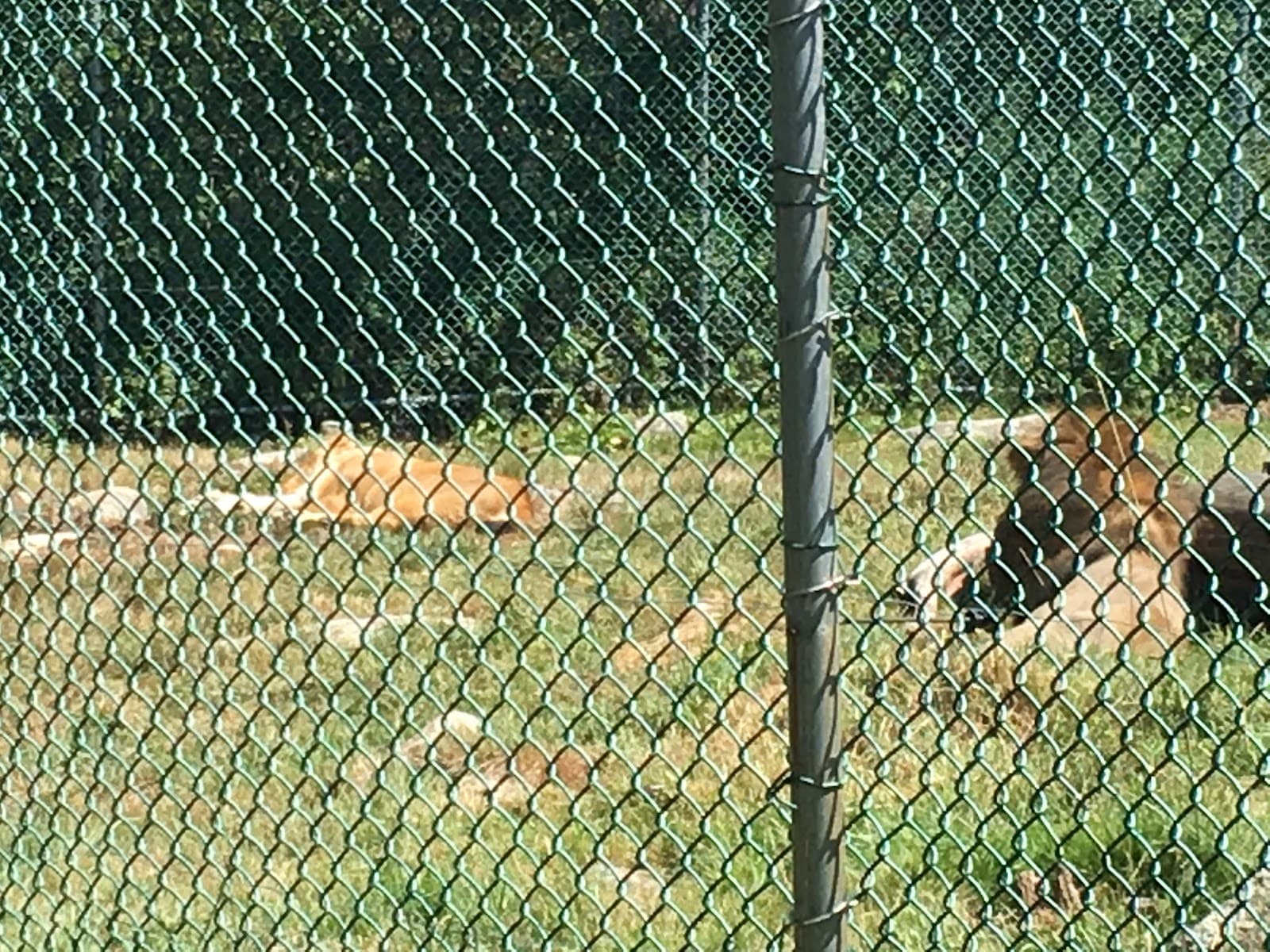 York's Wild Kingdom - Image 1