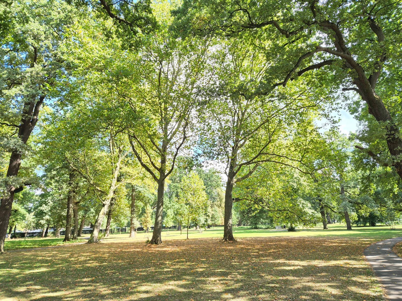 Mature Tree Groves