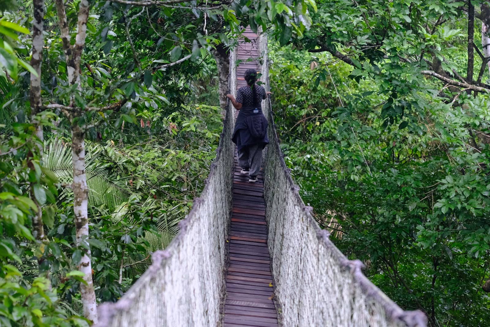 Unique Jungle Perspective