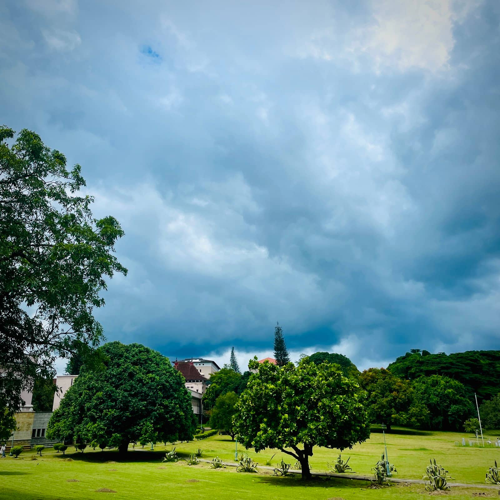 Cherry Blossom Season