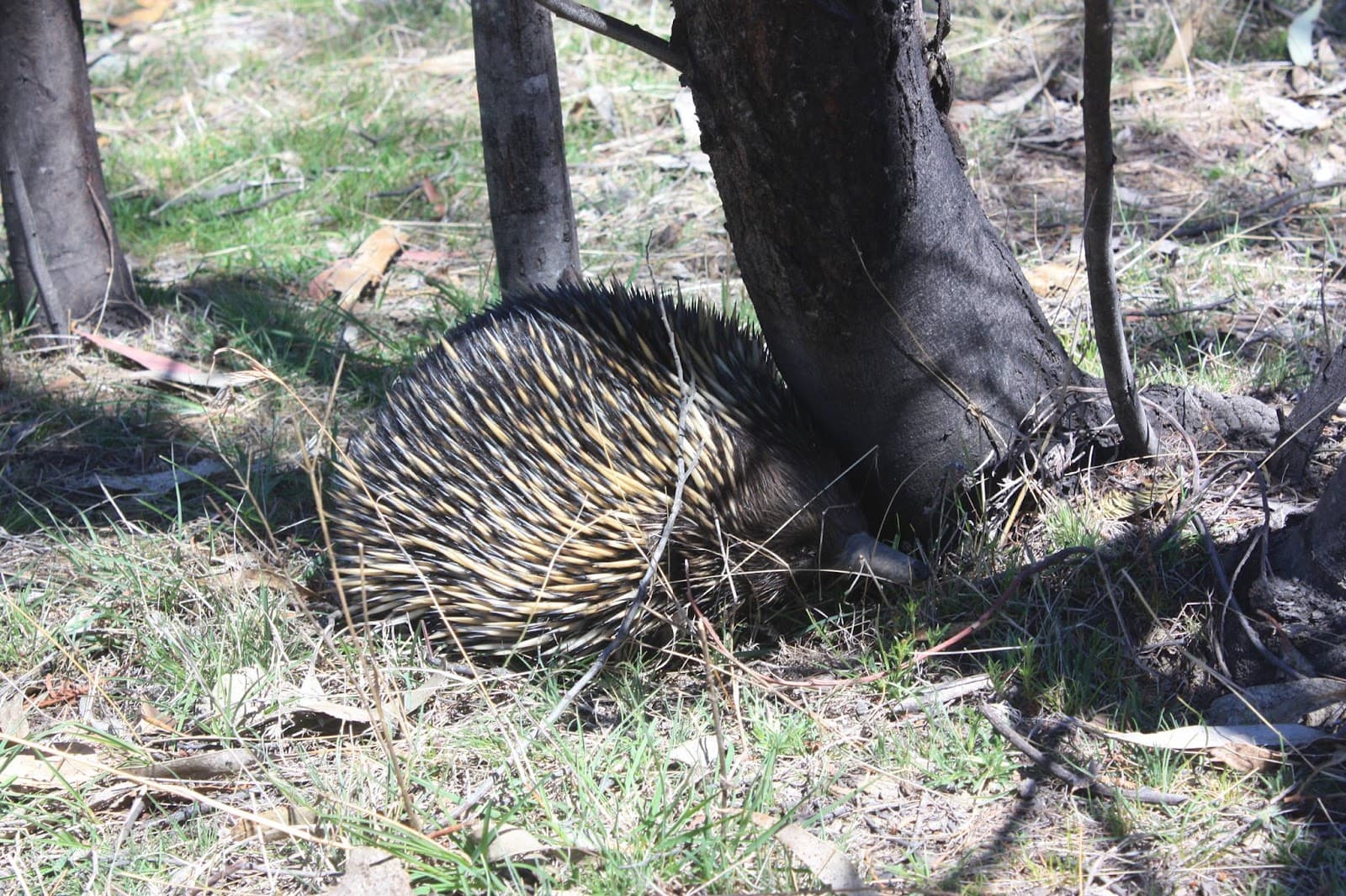 Mulligans Flat Woodland Sanctuary - Image 1