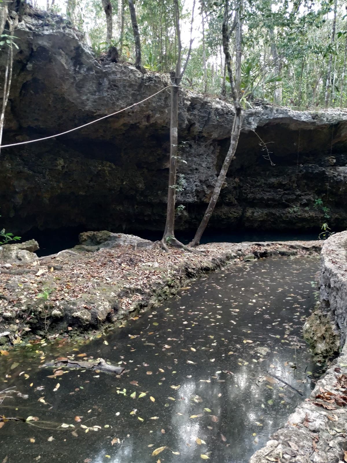 Cenote Isla Alamos, Tulum - Image 1