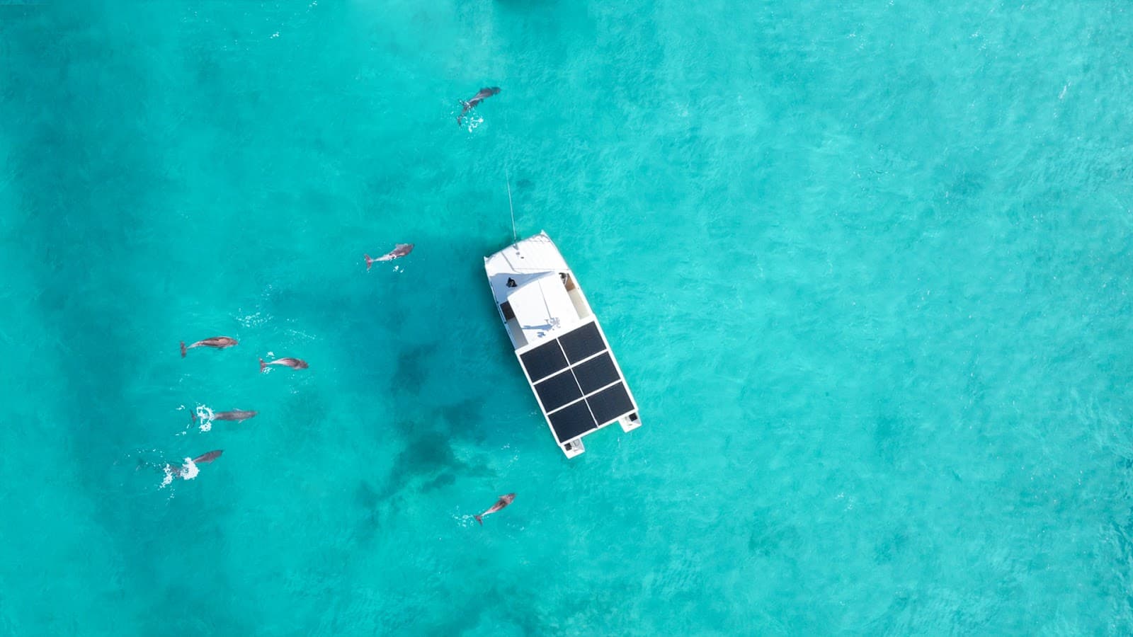 Key West Eco Tours - Image 1