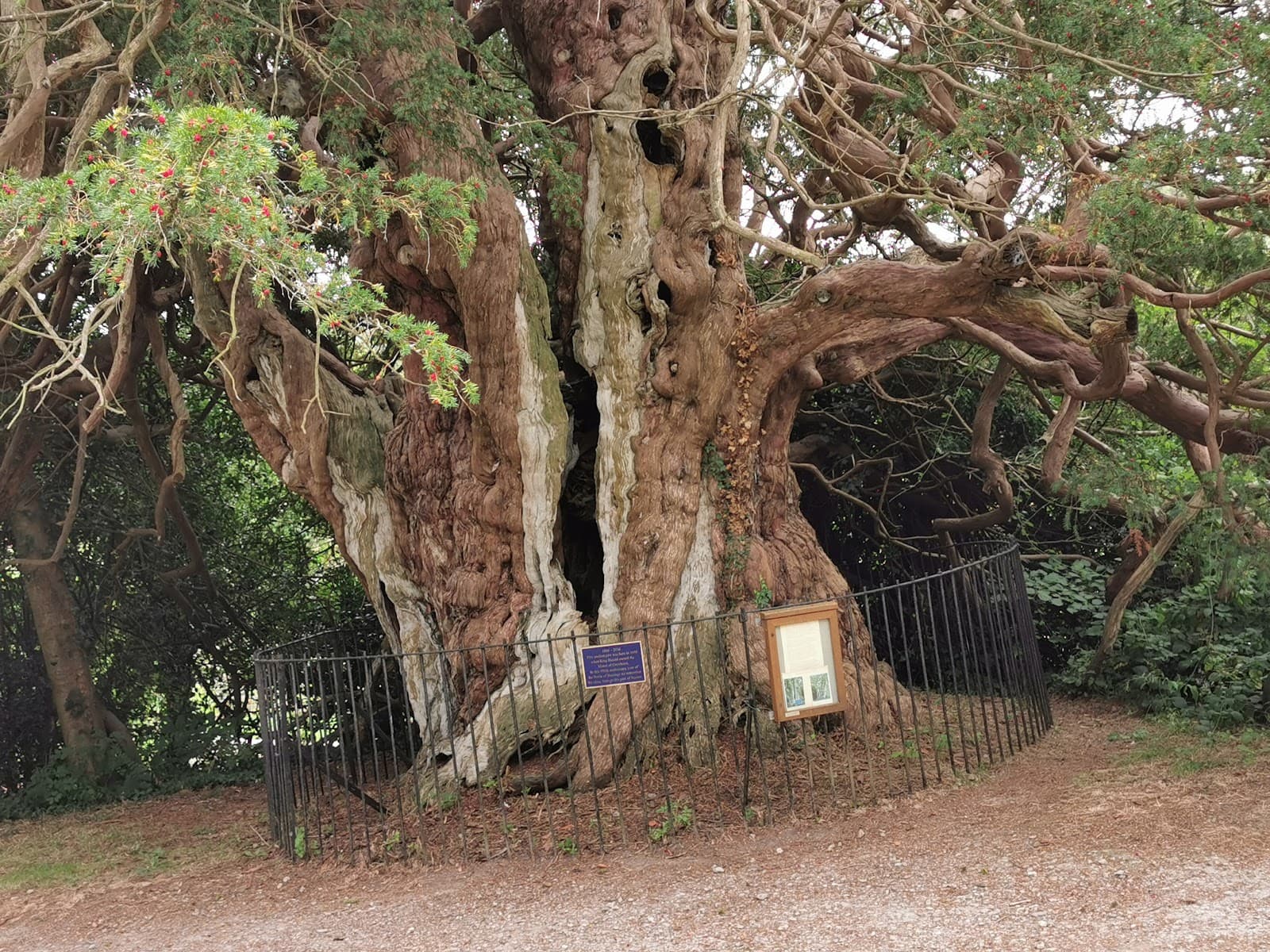 Crowhurst Yew - Image 1