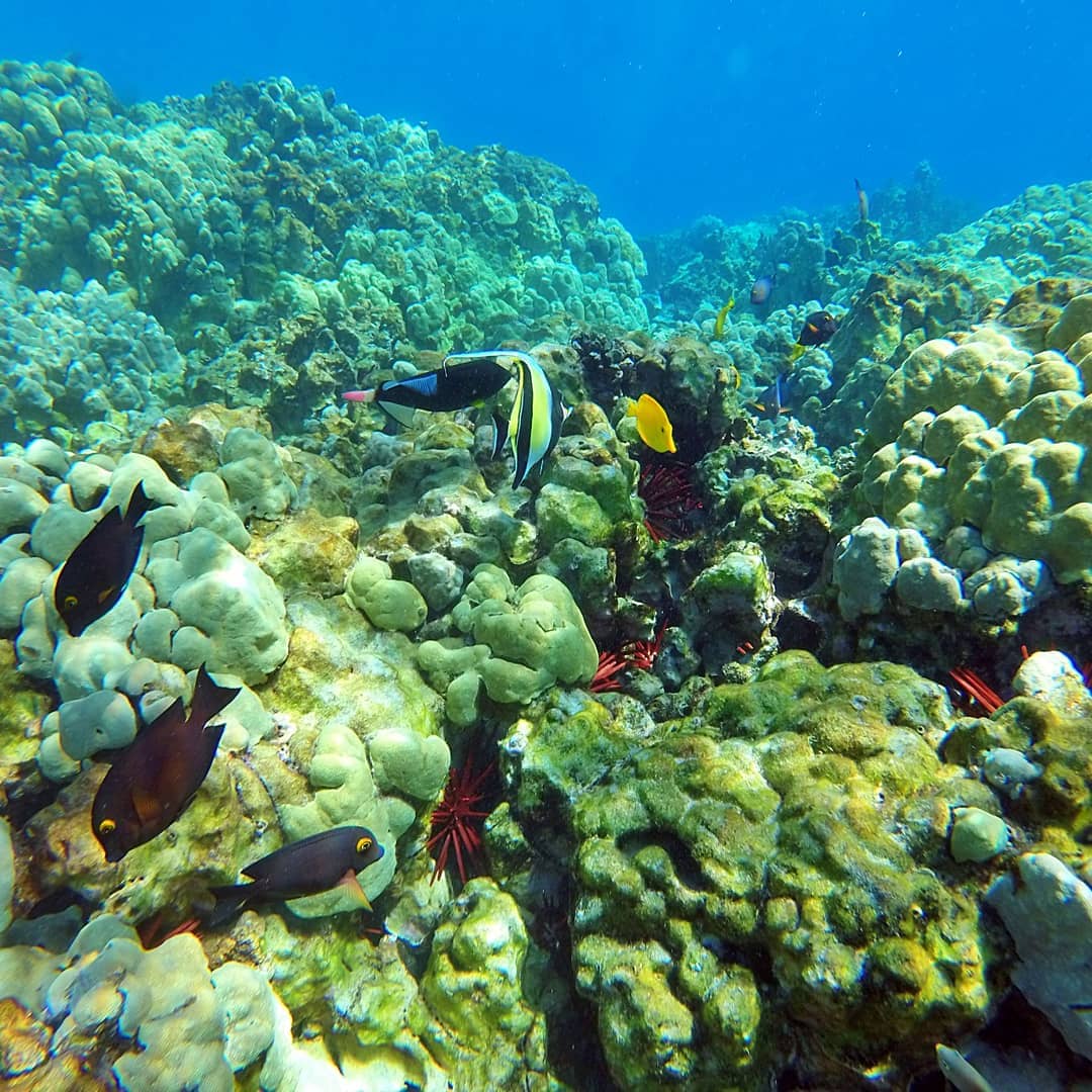 Vibrant Coral Reefs