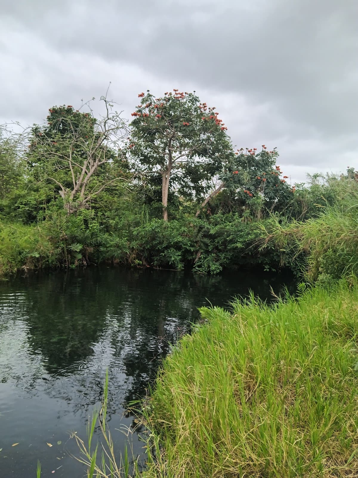 Caño Tiburones Nature Reserve - Image 1