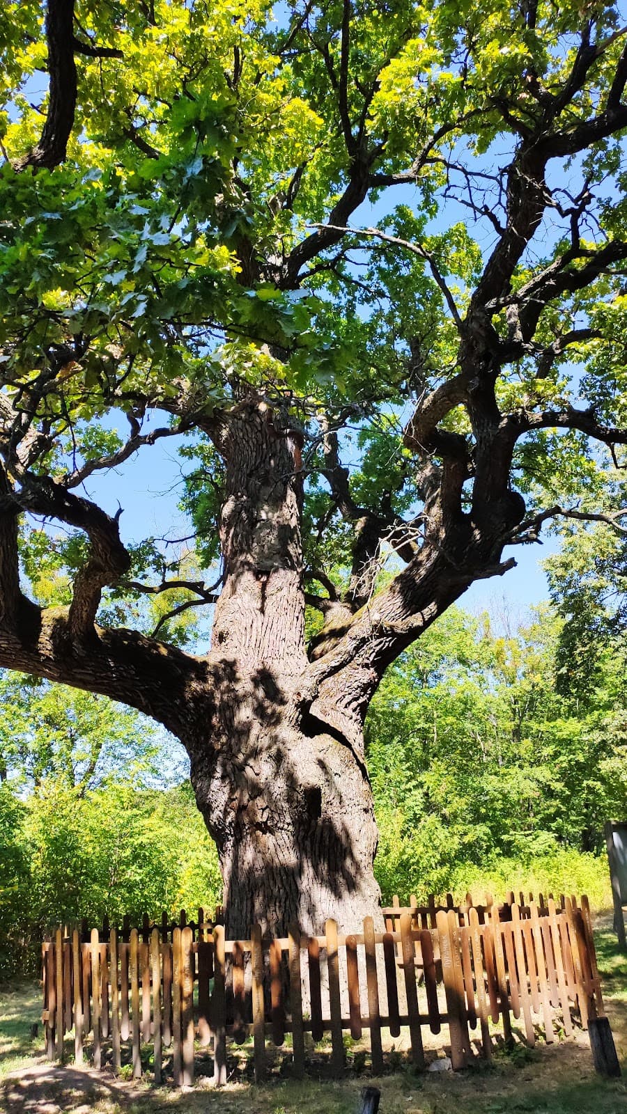 Kochubey Oaks (Dykanka) - Image 1