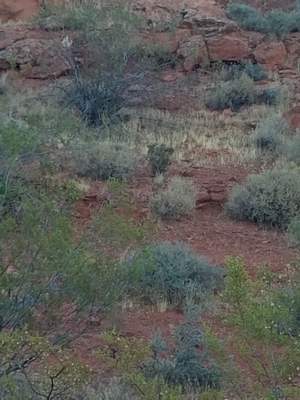 Chuckwalla Trailhead - Image 1