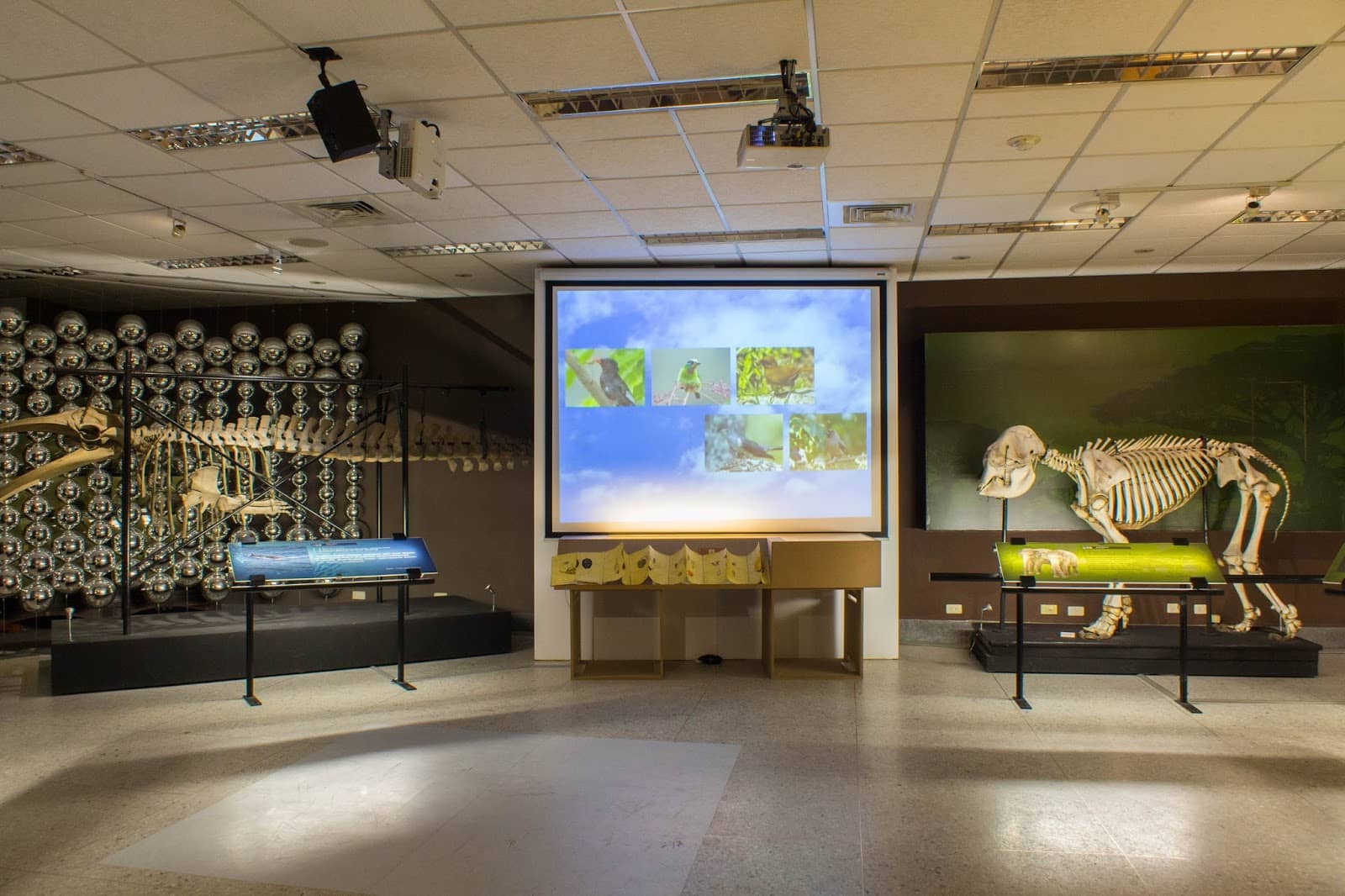 Native Taiwanese Animal Displays