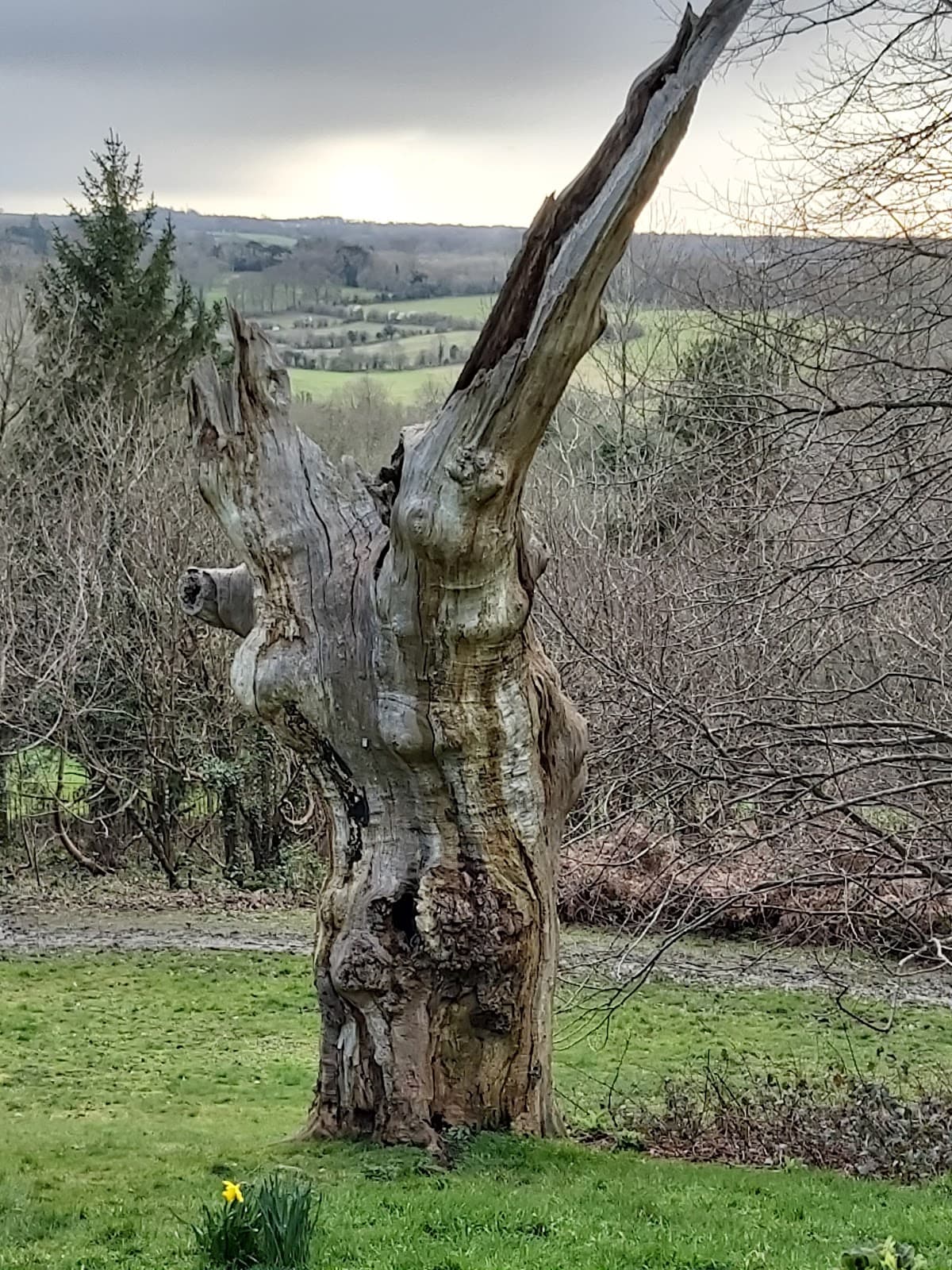 Wilberforce Oak - Image 1