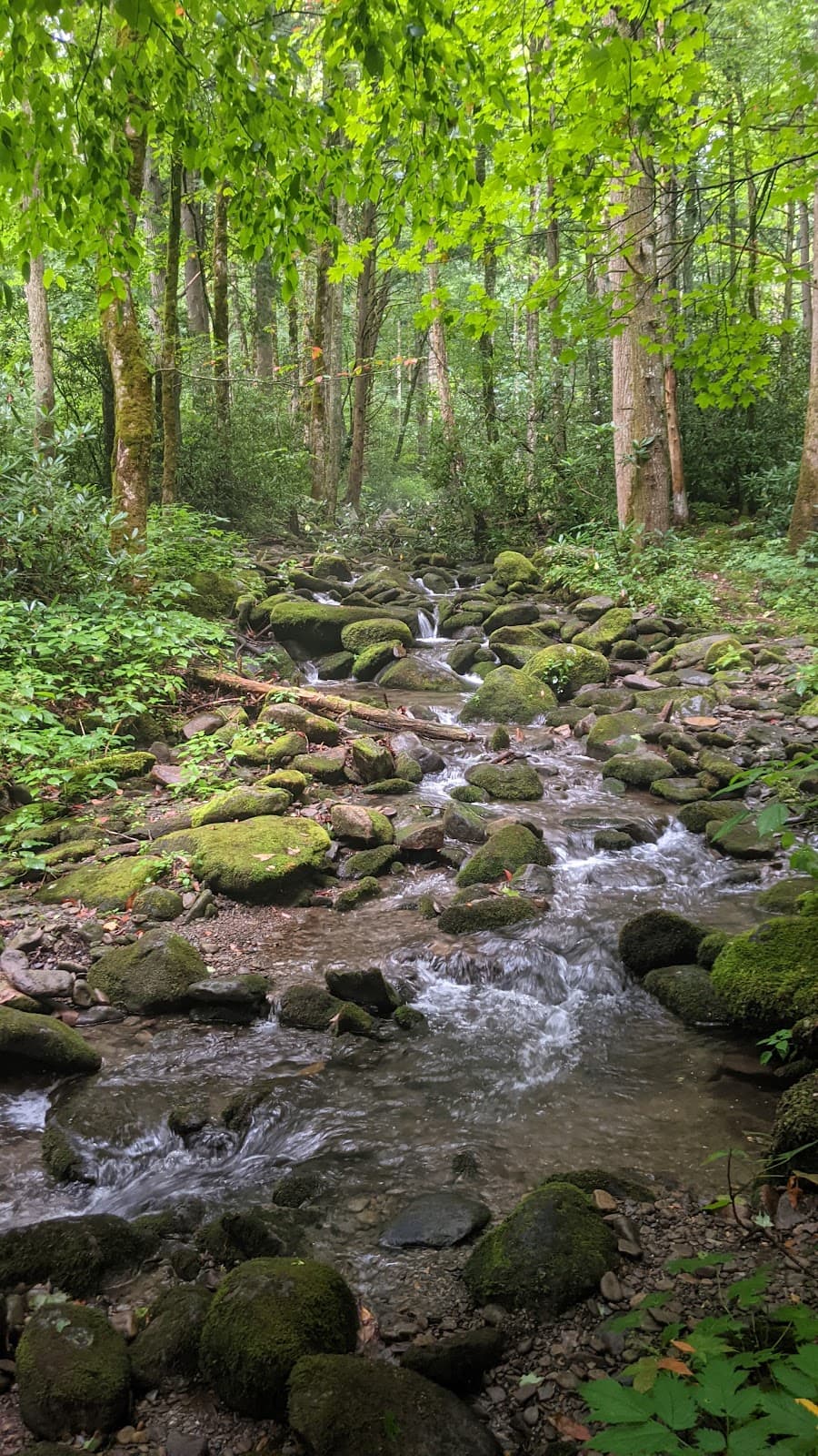 Cosby Nature Trail - Image 1