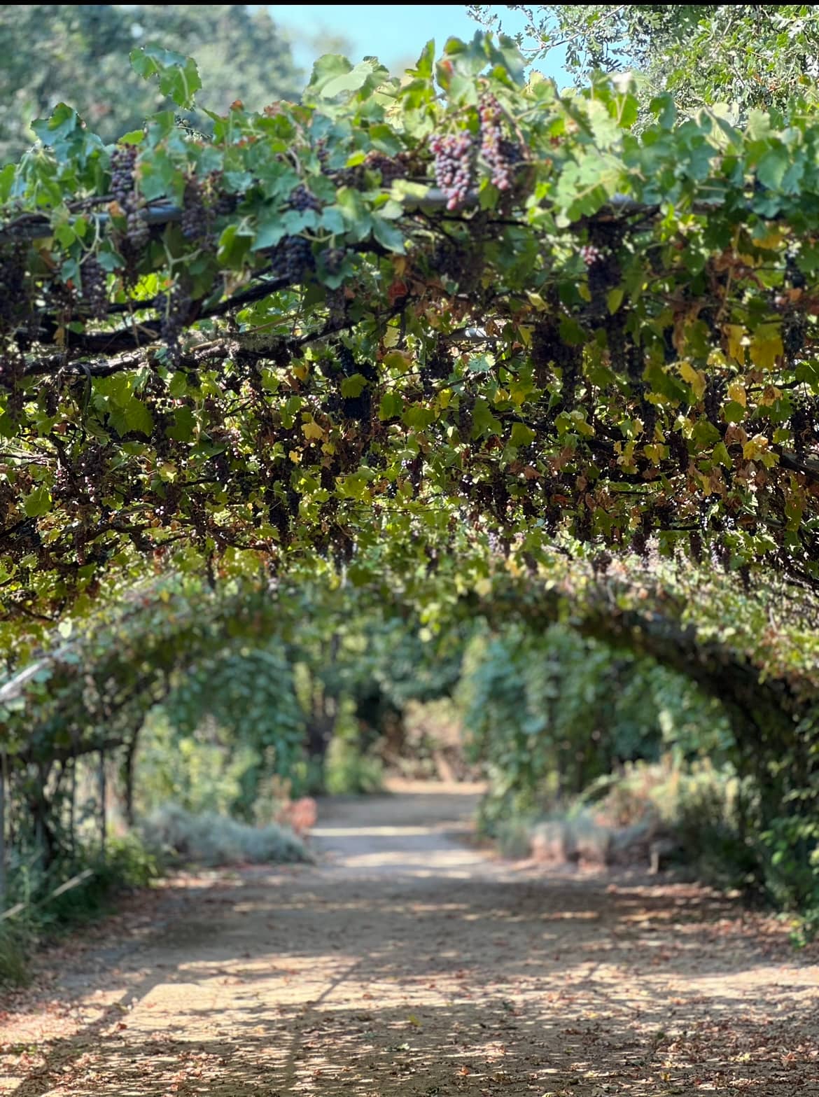 Magical Wedding Venue