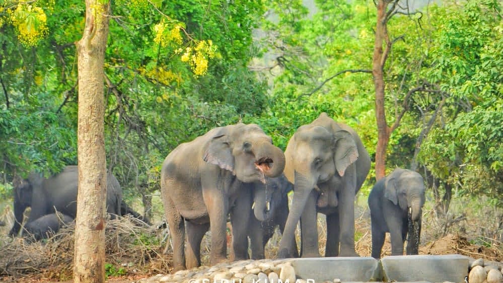 Rajaji Tiger Reserve (Mohand Range) - Image 1