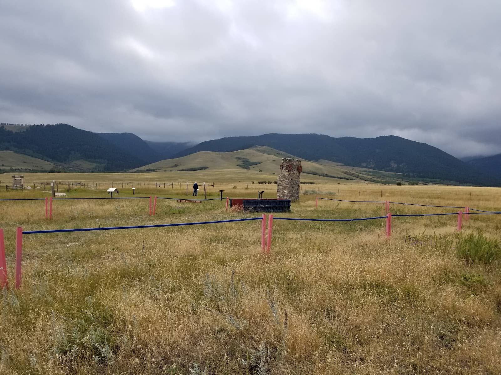 Abundant Wildflowers