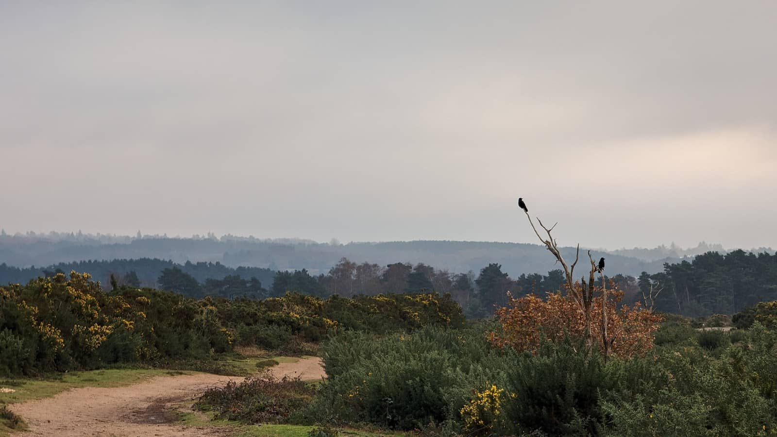 Woodland Trails