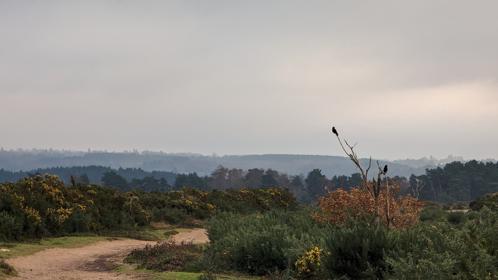 Frensham Common - Image 1
